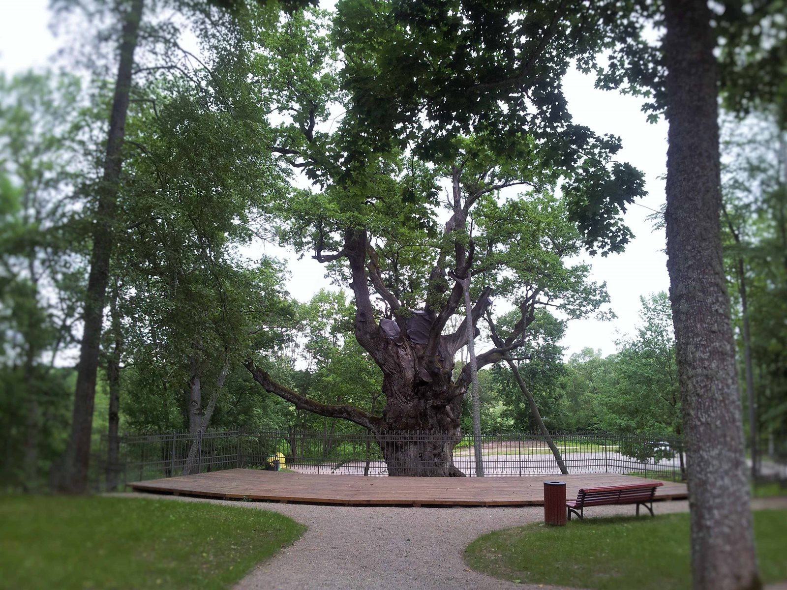 Стельмужский дуб старейший дуб в Литве