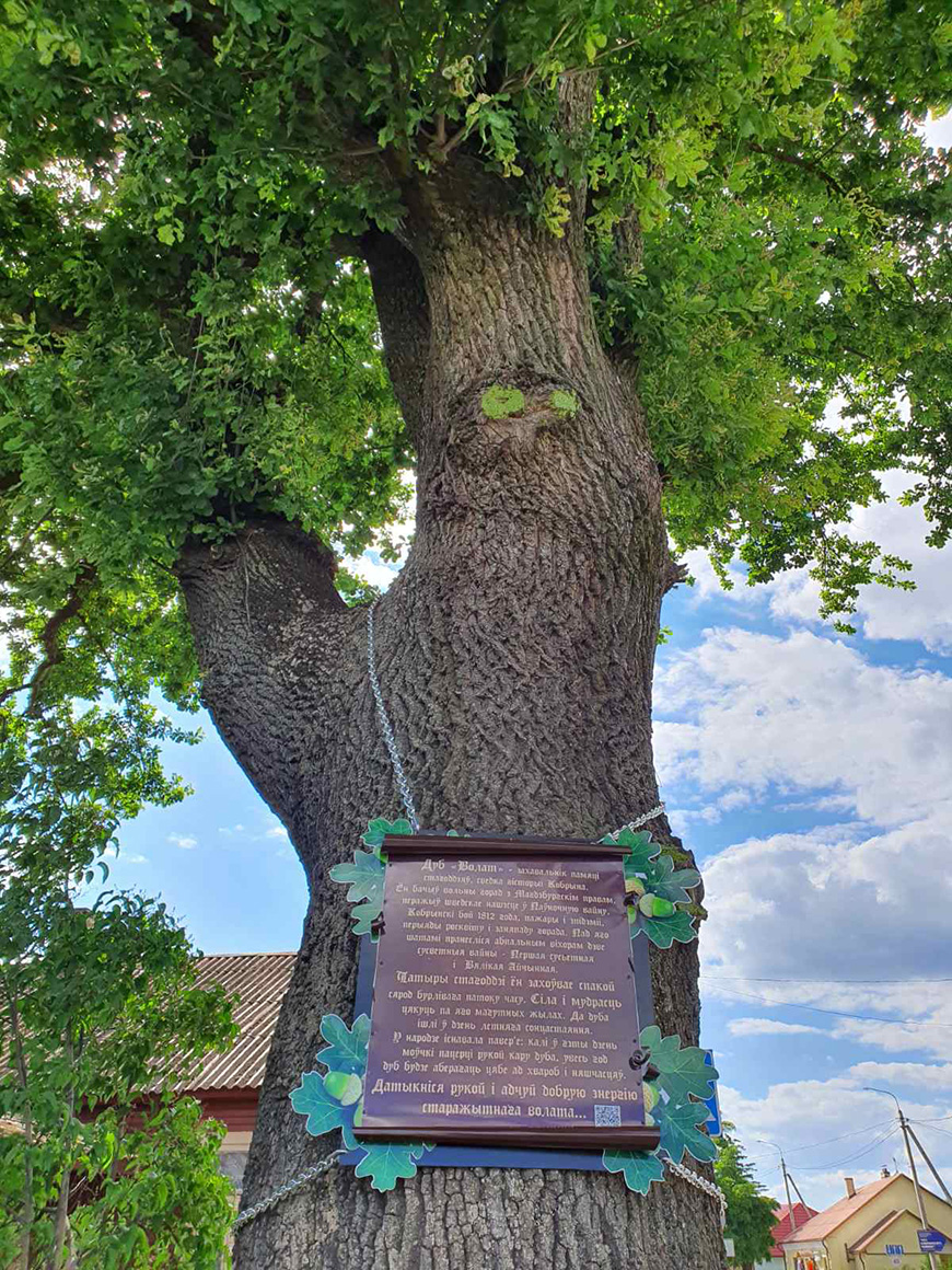 Стелмужский дуб в Литве