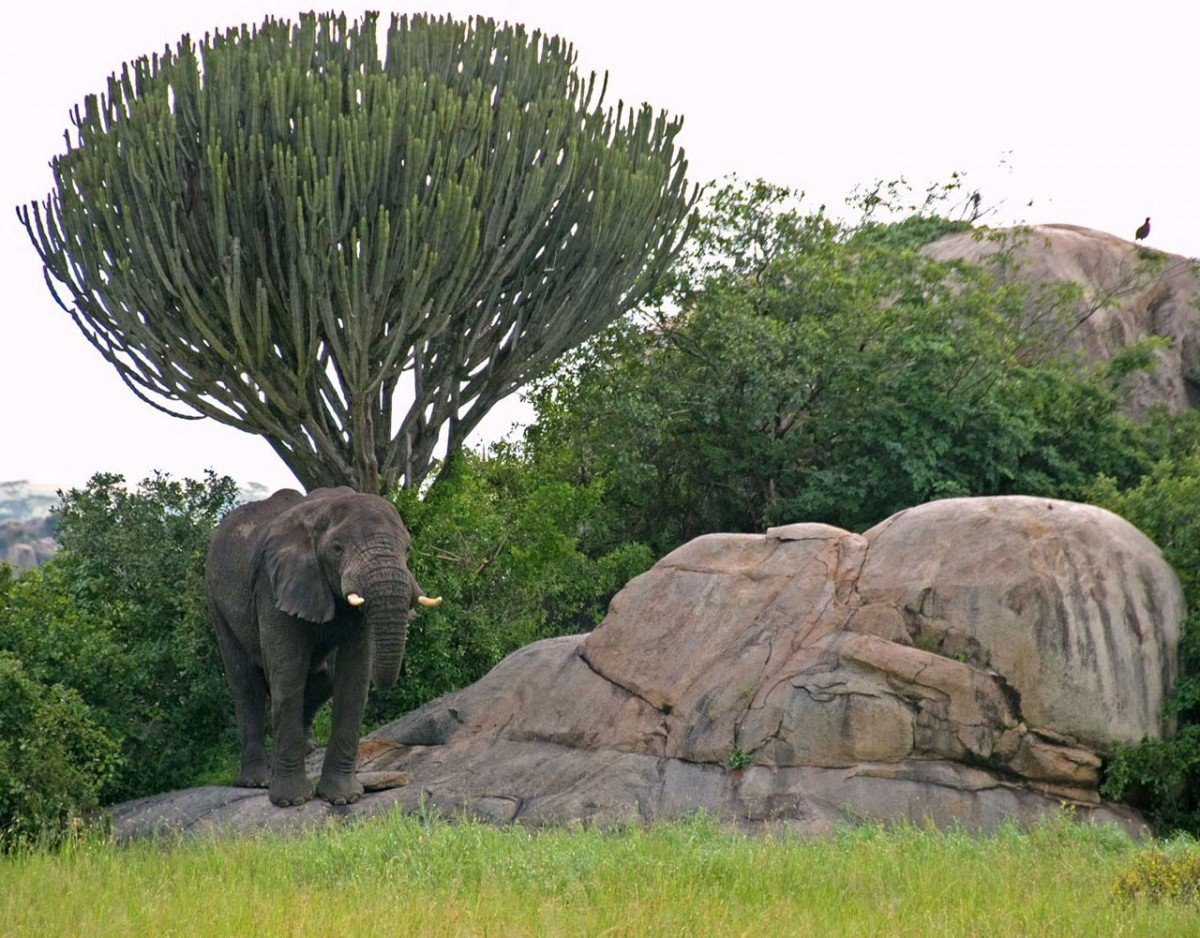 Дерево слоновьи уши фото и названия