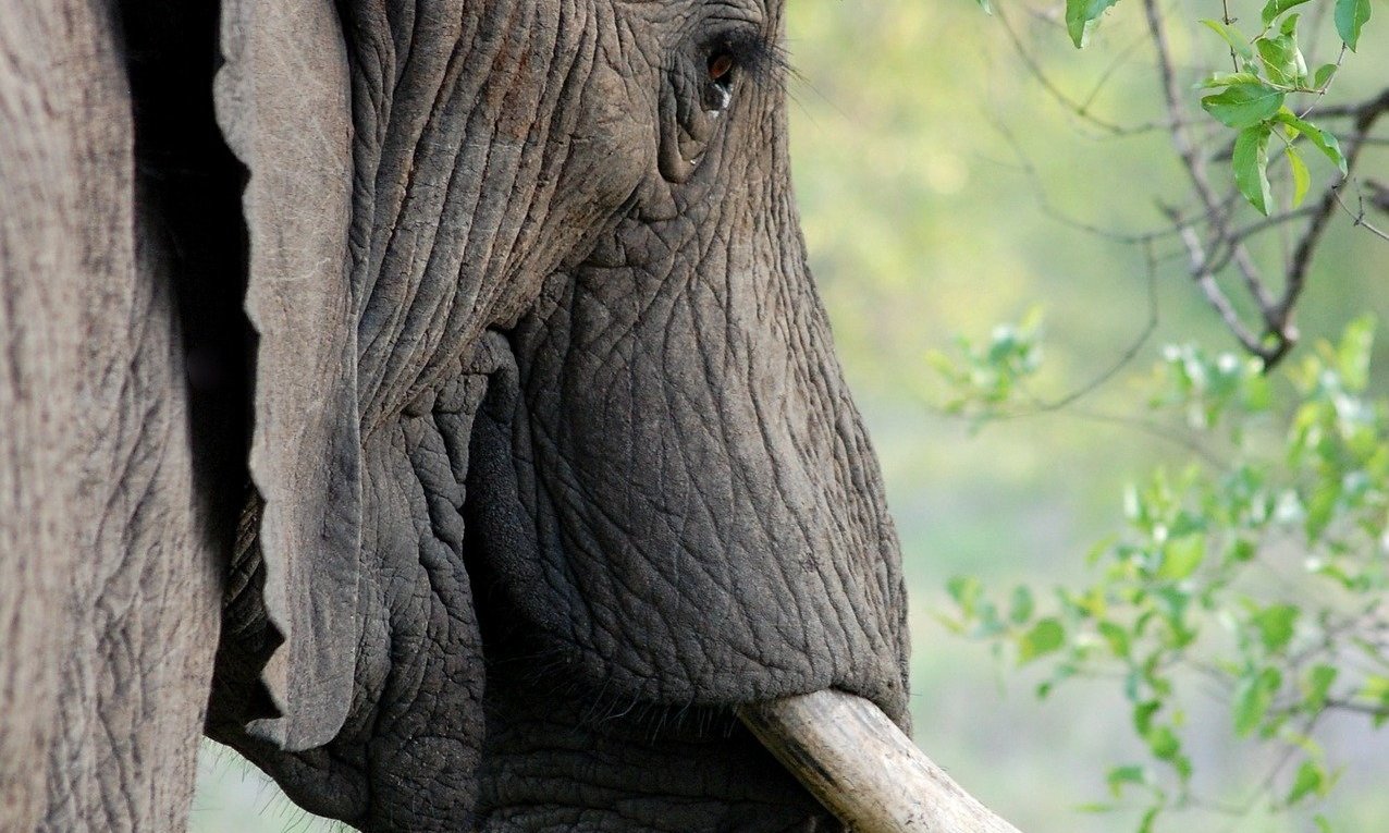 Дерево слоновьи уши фото и названия