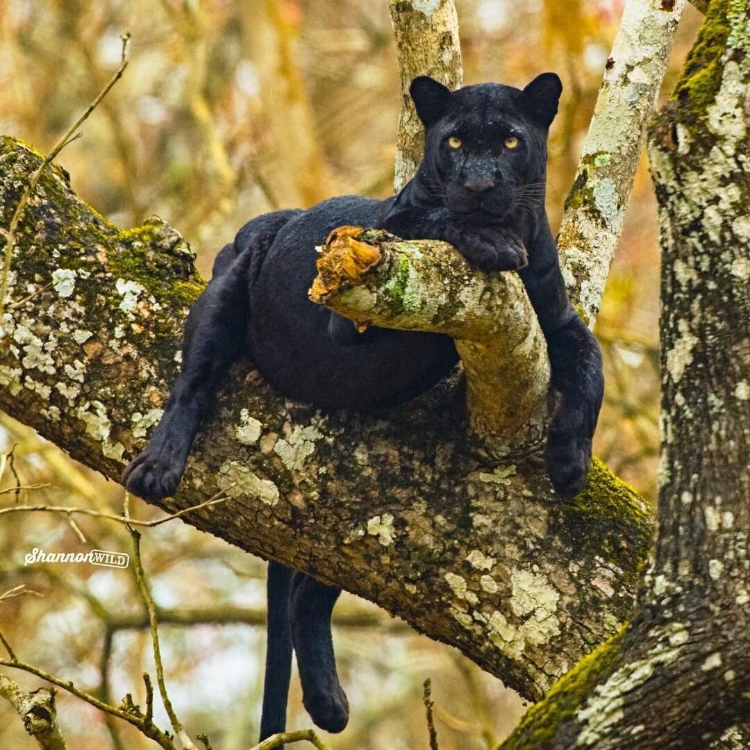 Черный леопард на дереве