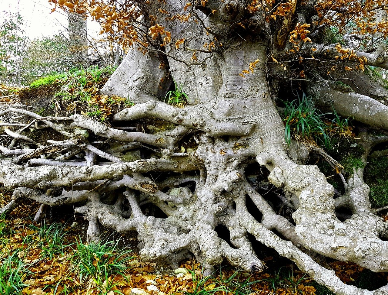 Дерево с торчащими корнями