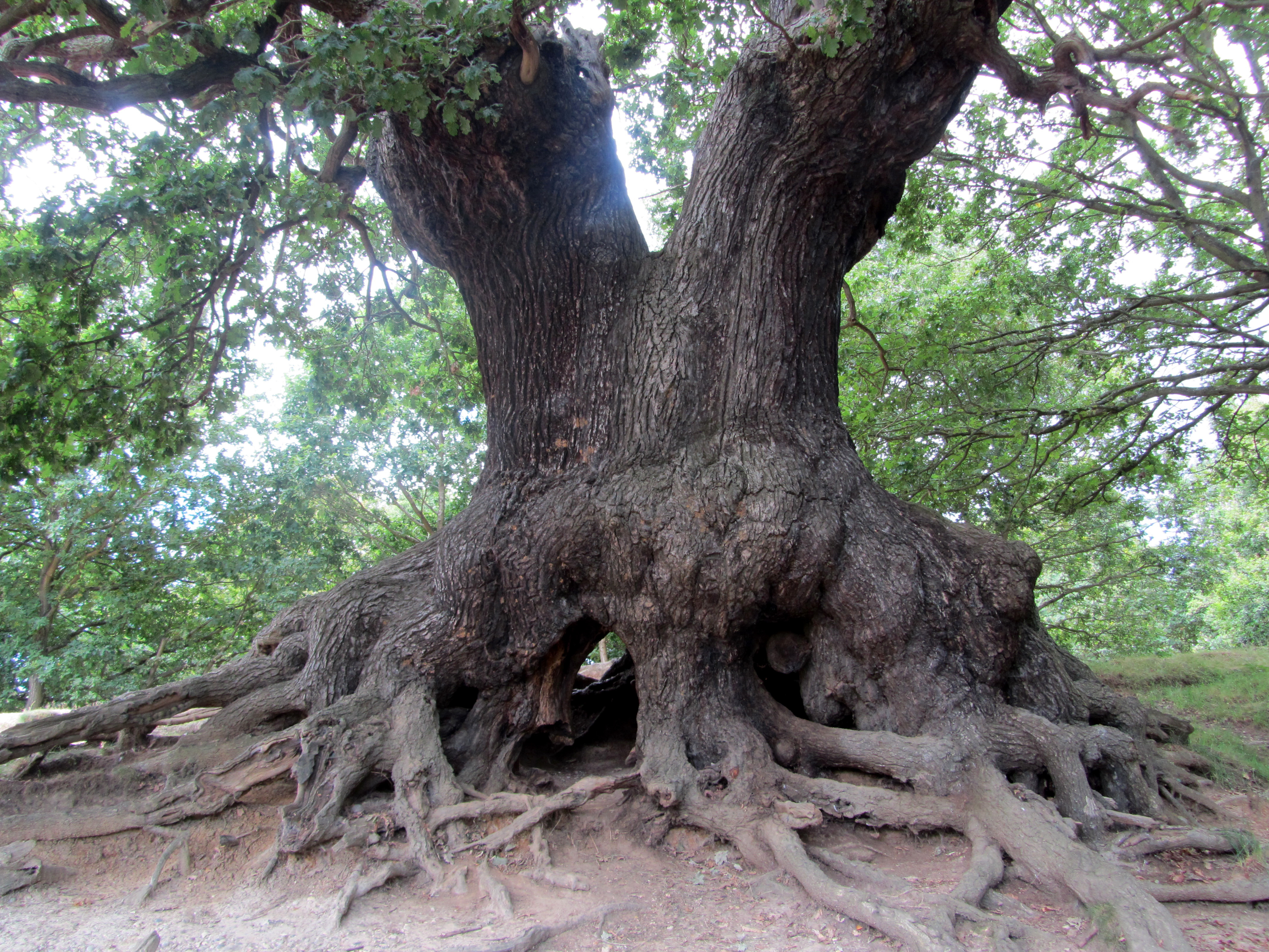 Коренастый дуб раскинул большим шатром. Дуб черешчатый корень. Нанму дерево. Милорн дерево. Гигантский дуб черешчатый.