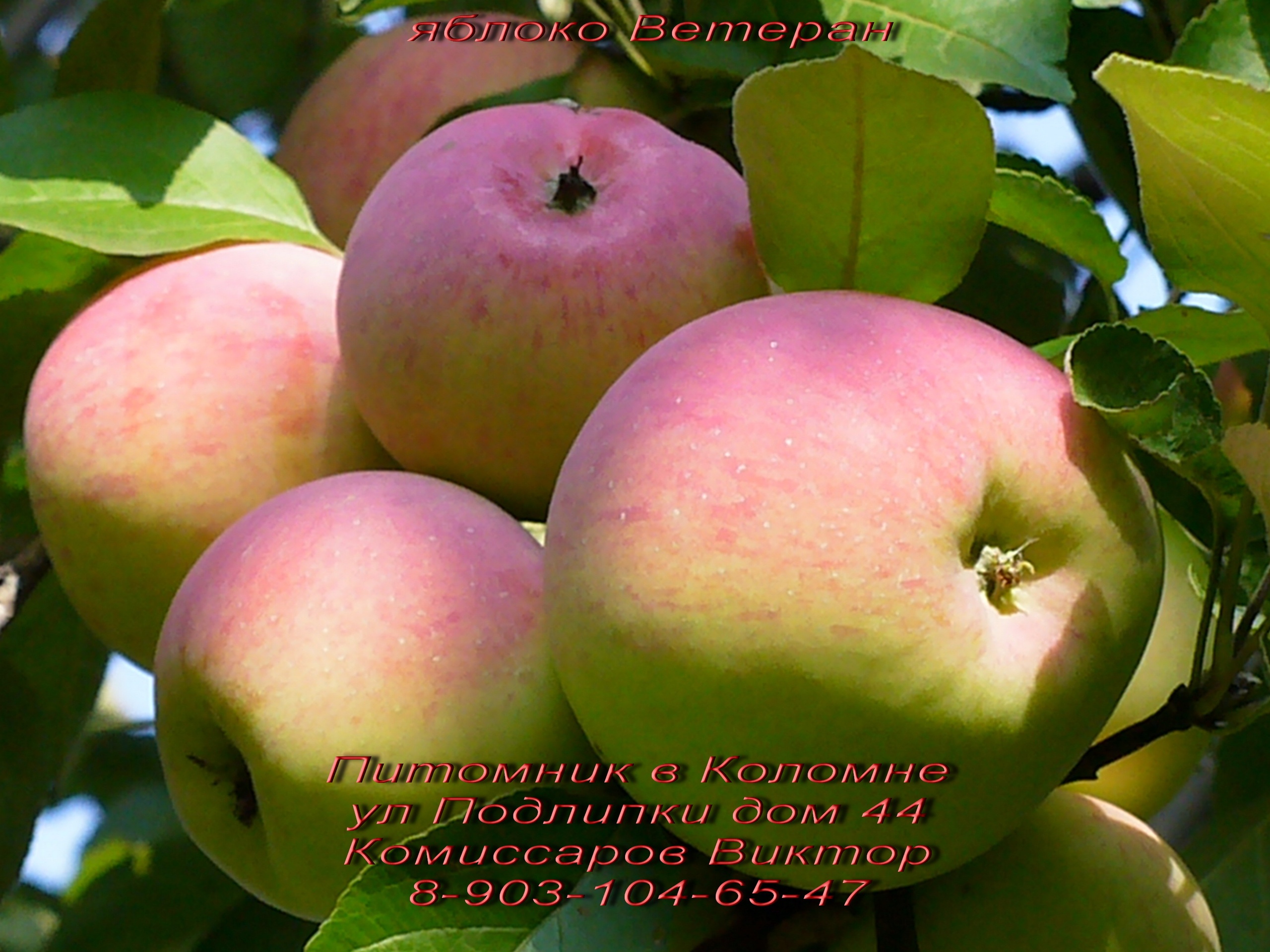 сорта яблок подмосковья названия и фото