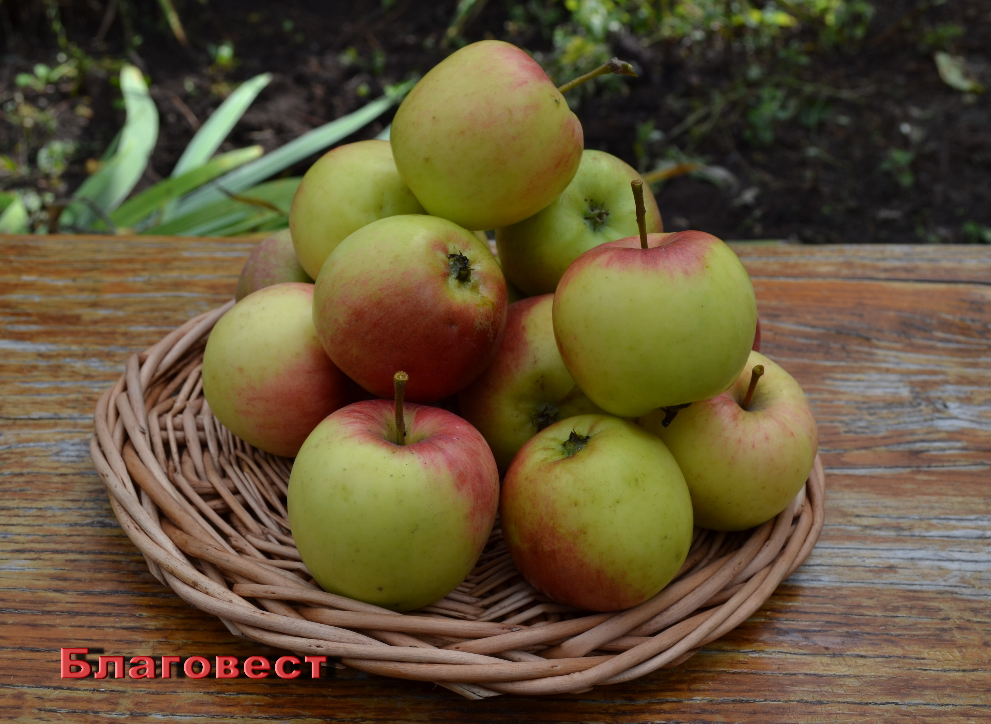 Яблоки сорта орлик фото и описание