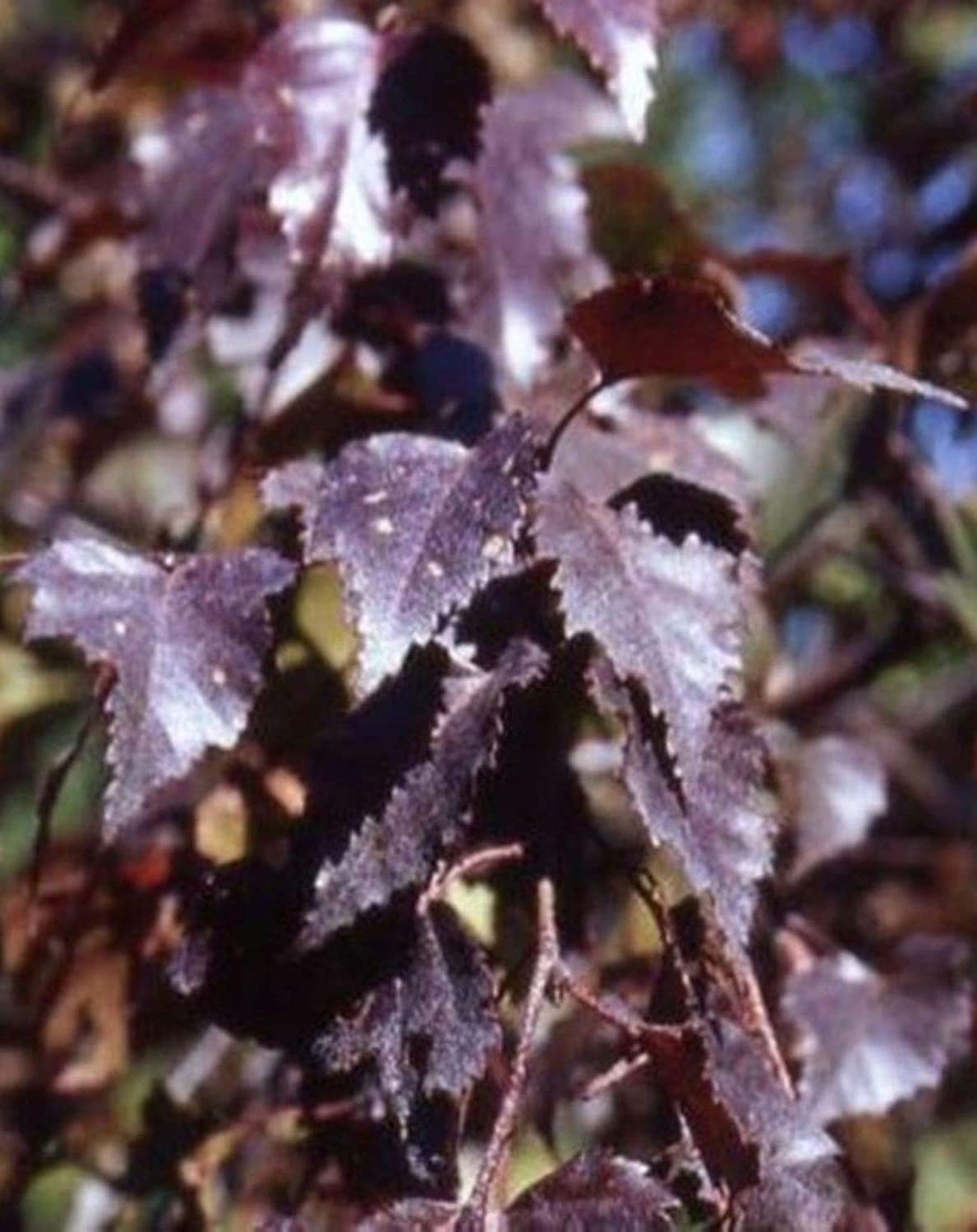 Береза с темными листьями фото и названия