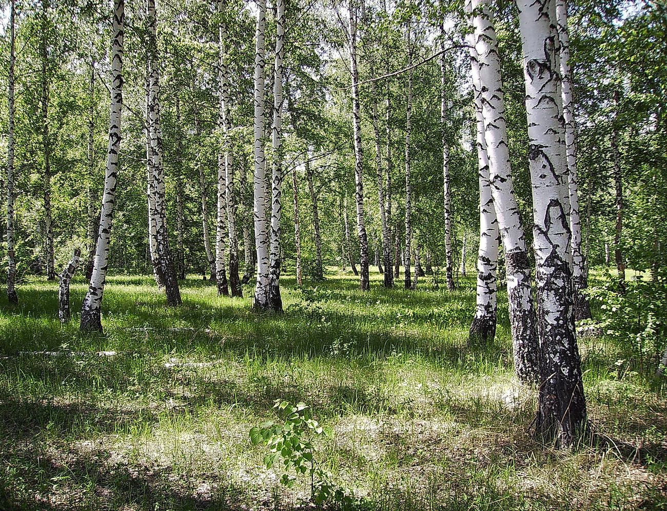 Фото весенний лес в мае