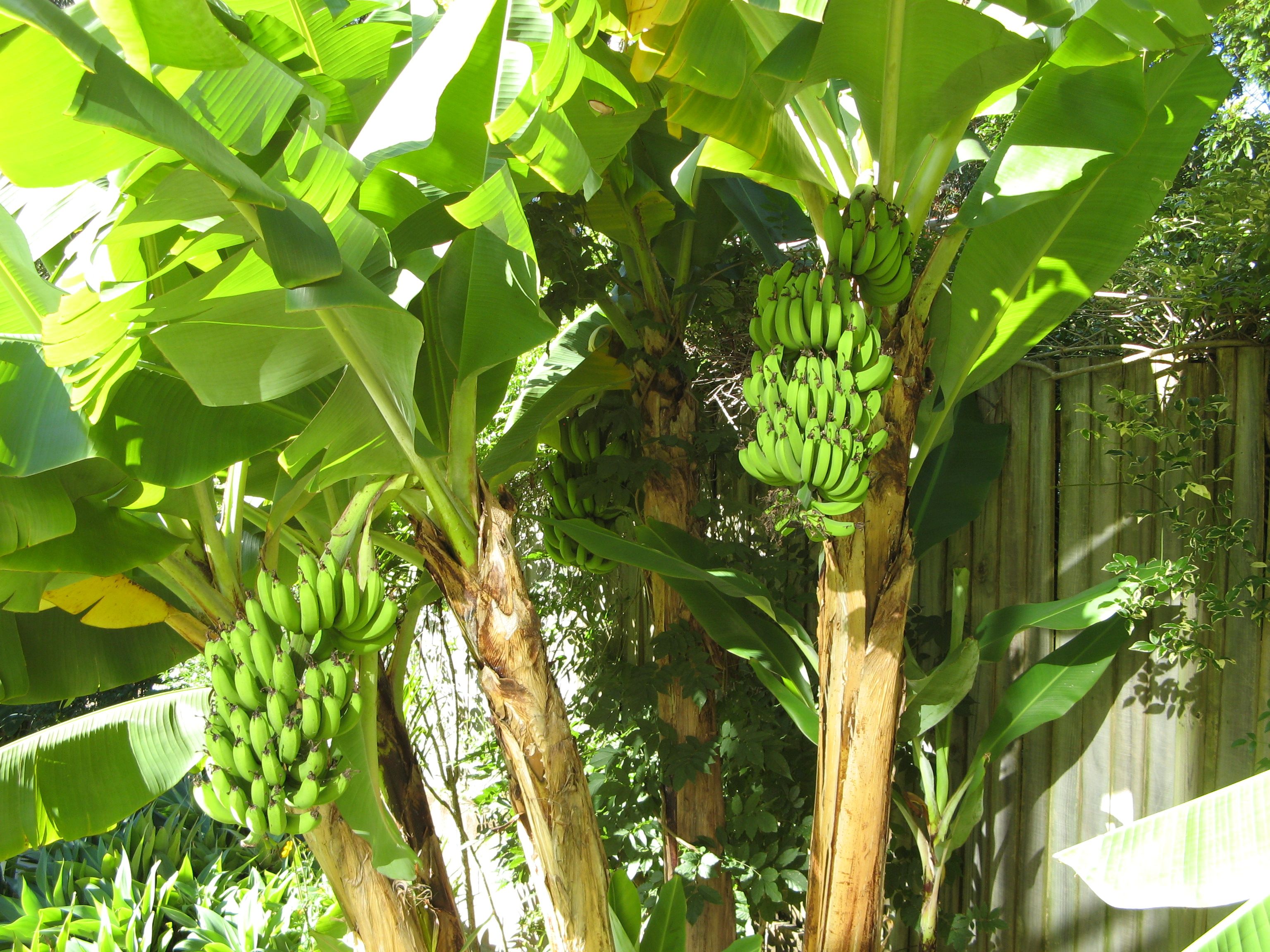 Банановая Пальма дерево