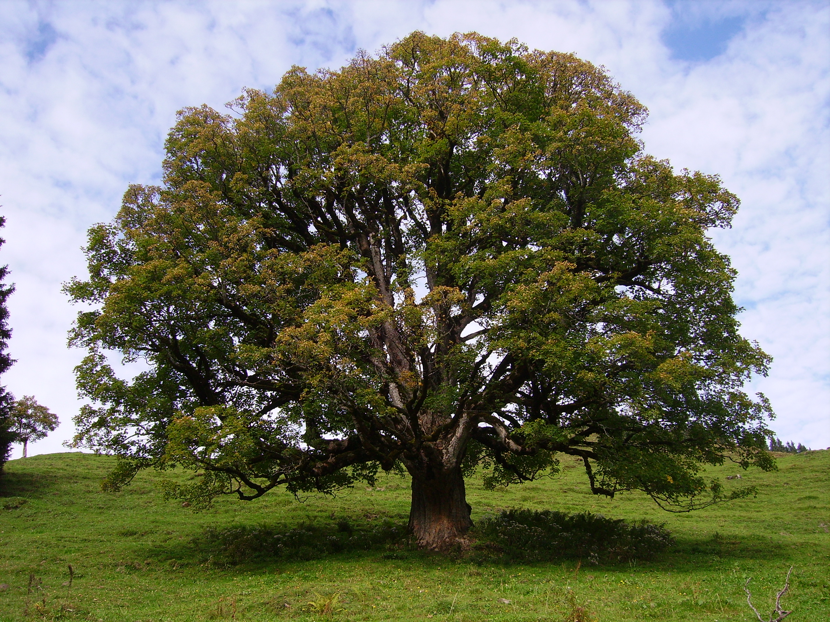 фото дерево пошаговой
