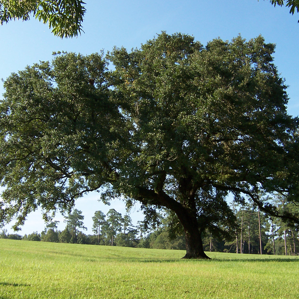 Жизнь дерева дуба. Live Oak Tree дерево. Дерево Чапарро в Южной Америке. Дуб черешчатый Фастигиата. Белый дуб дерево.
