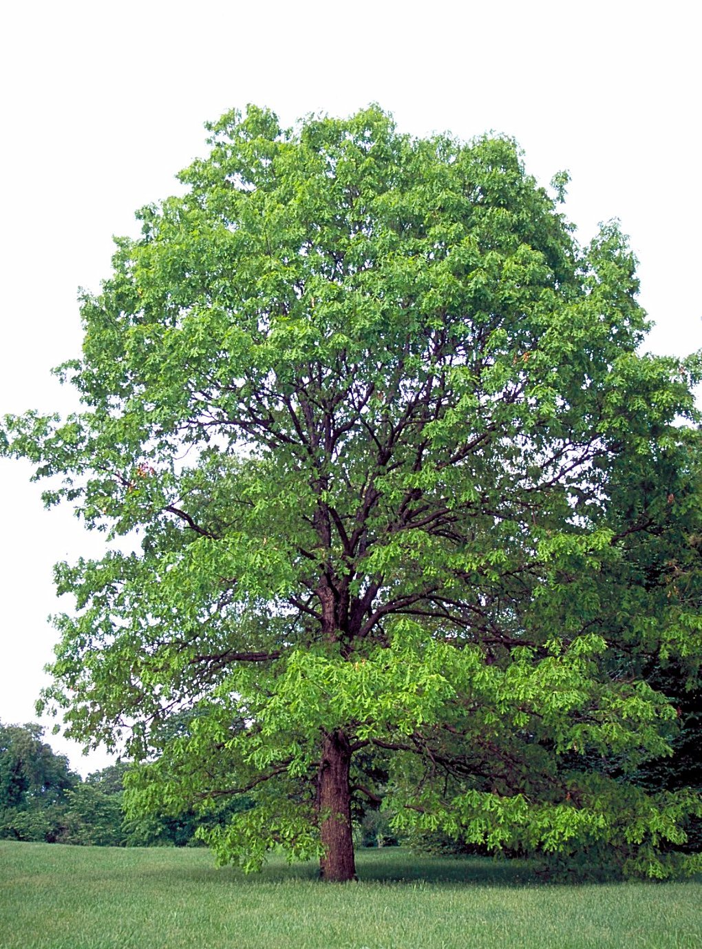 Quercus Alba – белый дуб