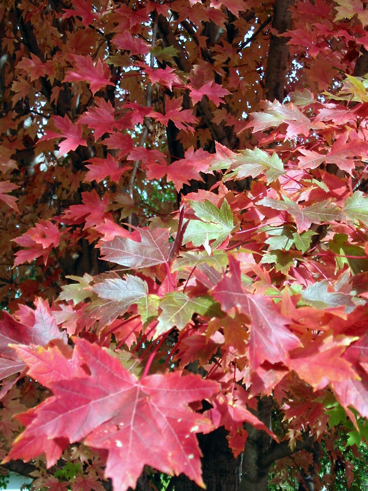 клен с красными листьями название и фото