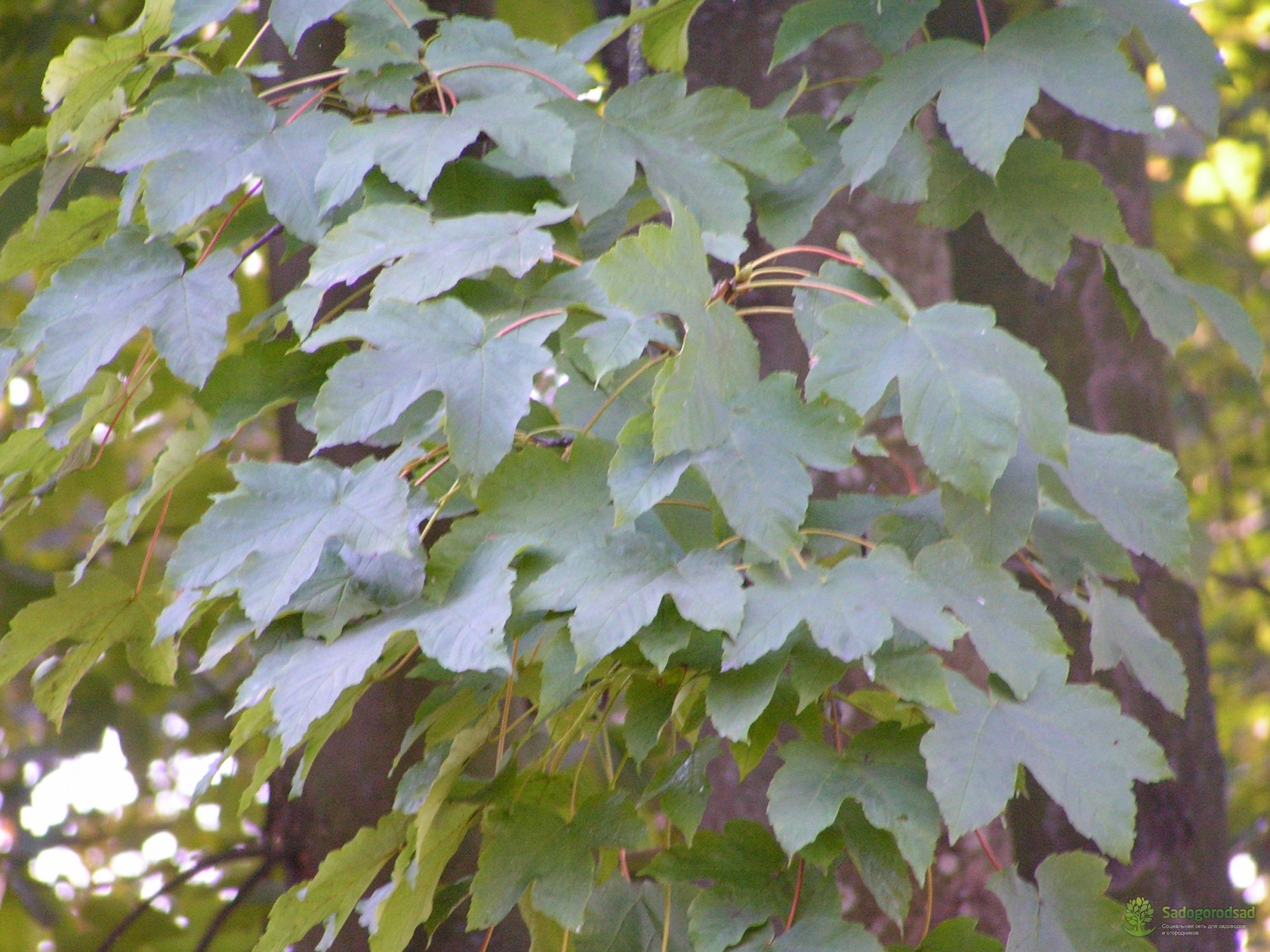 Виды кленов с фото листьев с названиями