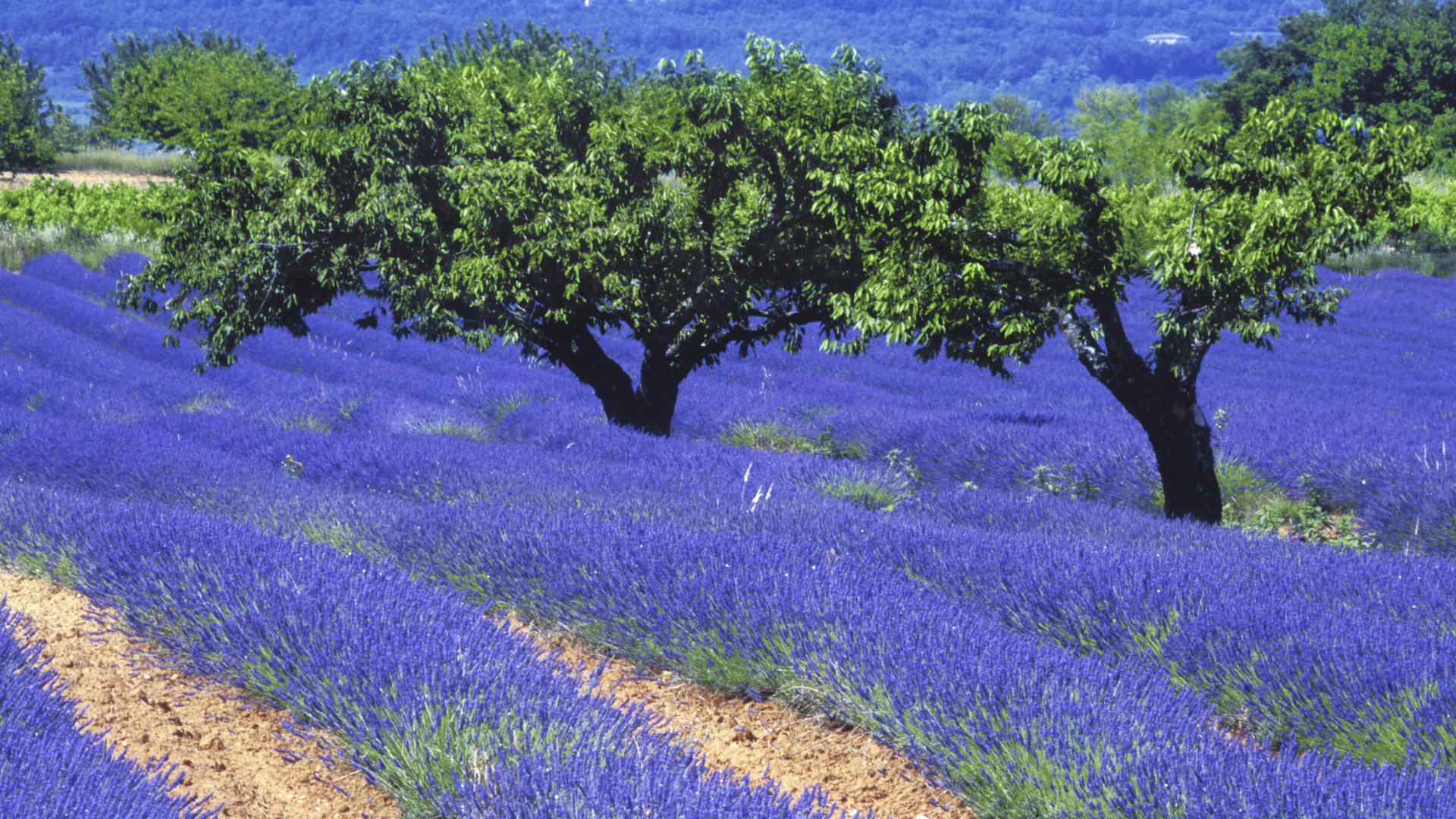 Природа франции. Лаванда в Испании. Цветочные плантации Юга Франции. Лавандовое дерево а во Франции Прованс. Плантация индиго.
