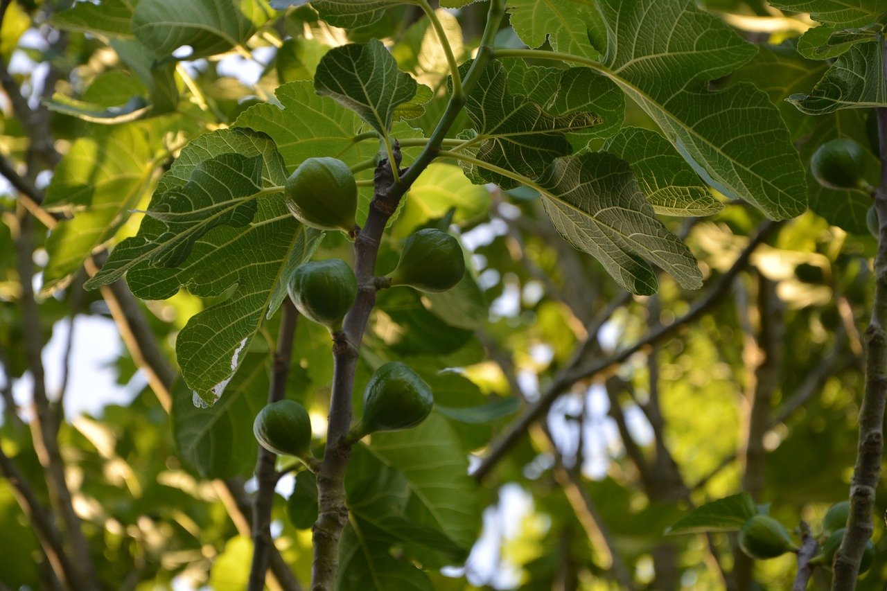 Плоды фигового дерева фото