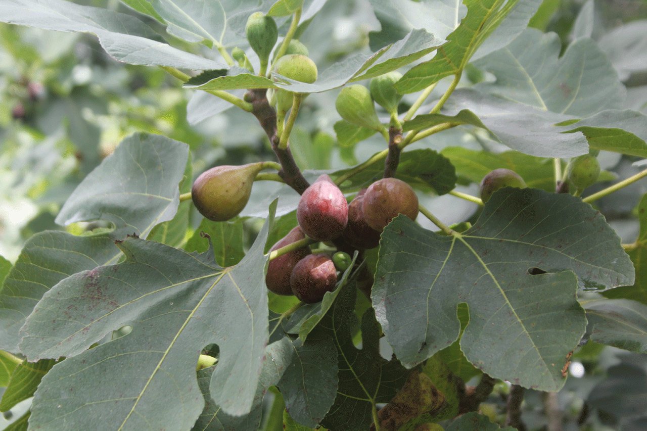 Плоды фигового дерева фото