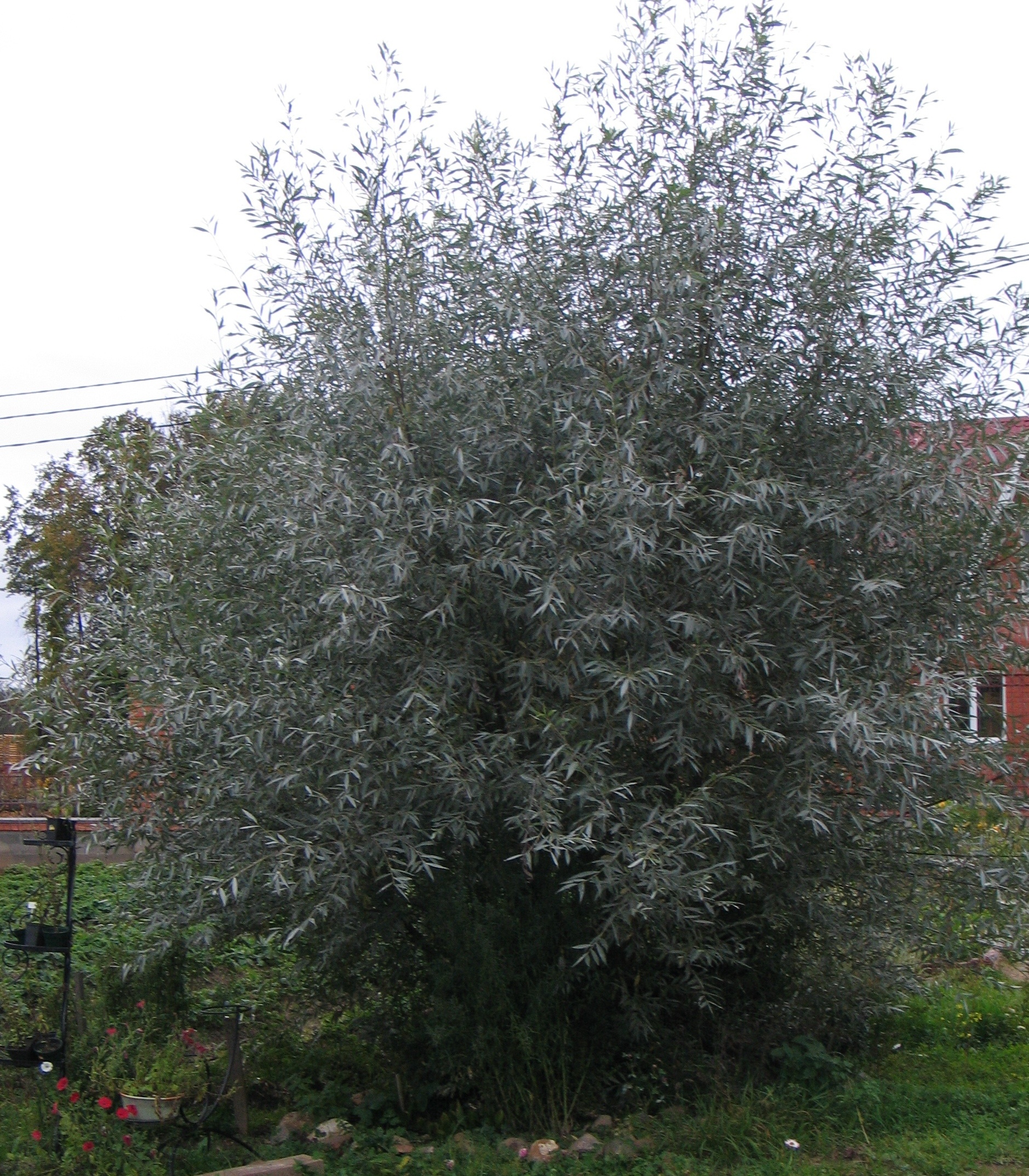 Salix Alba sericea