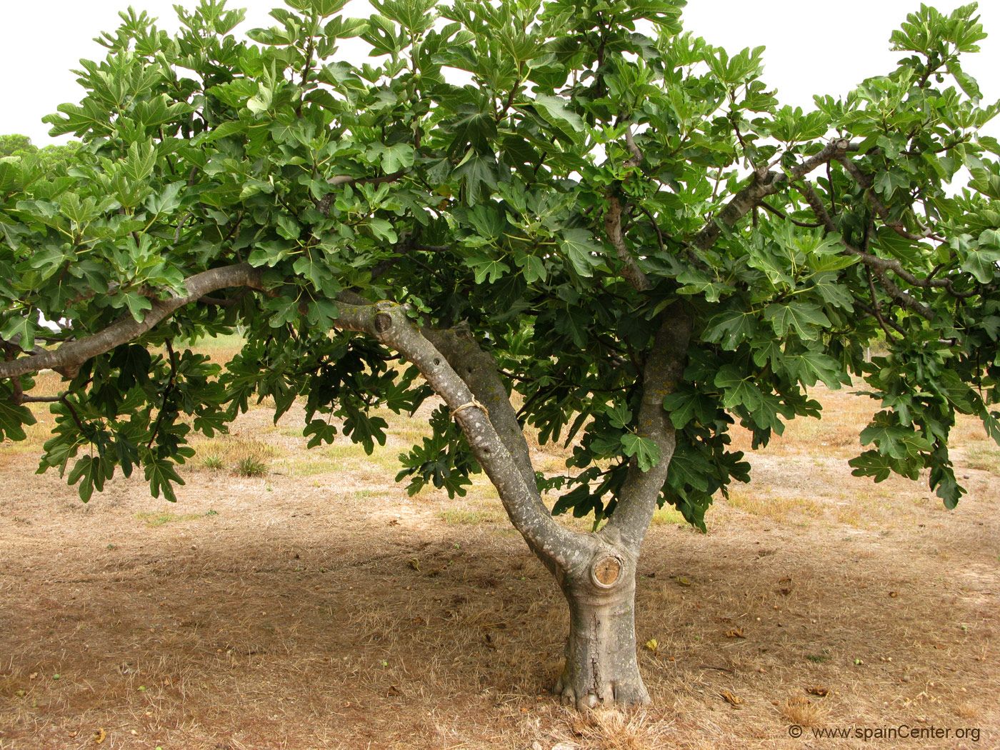 Инжир смоковница дерево