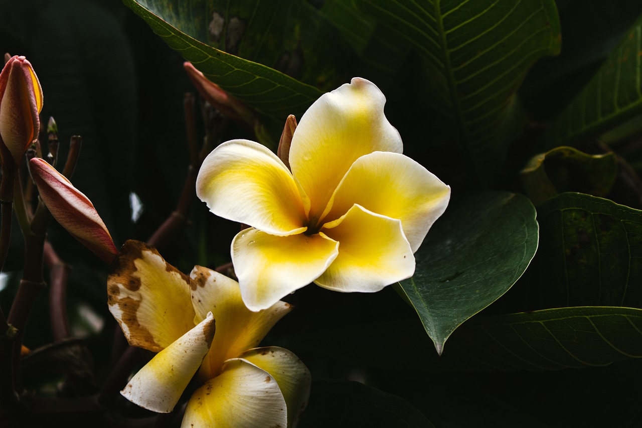 цветы из тайланда