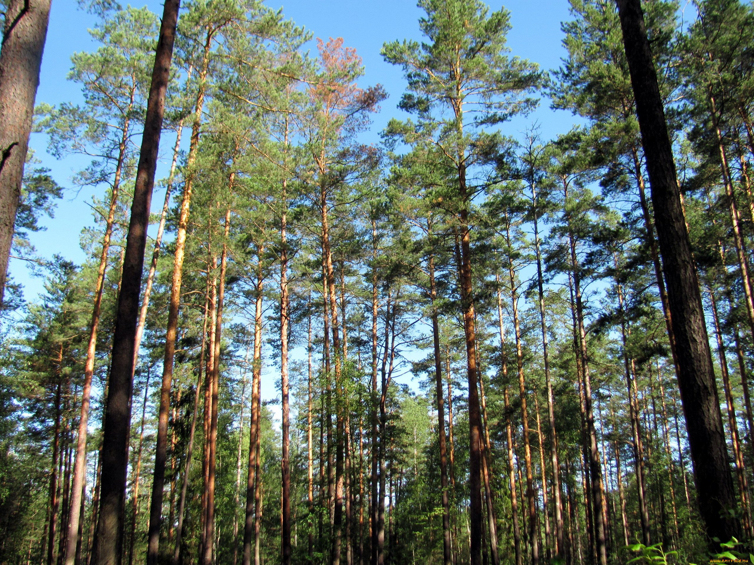 Ансалтинский Сосновый лес
