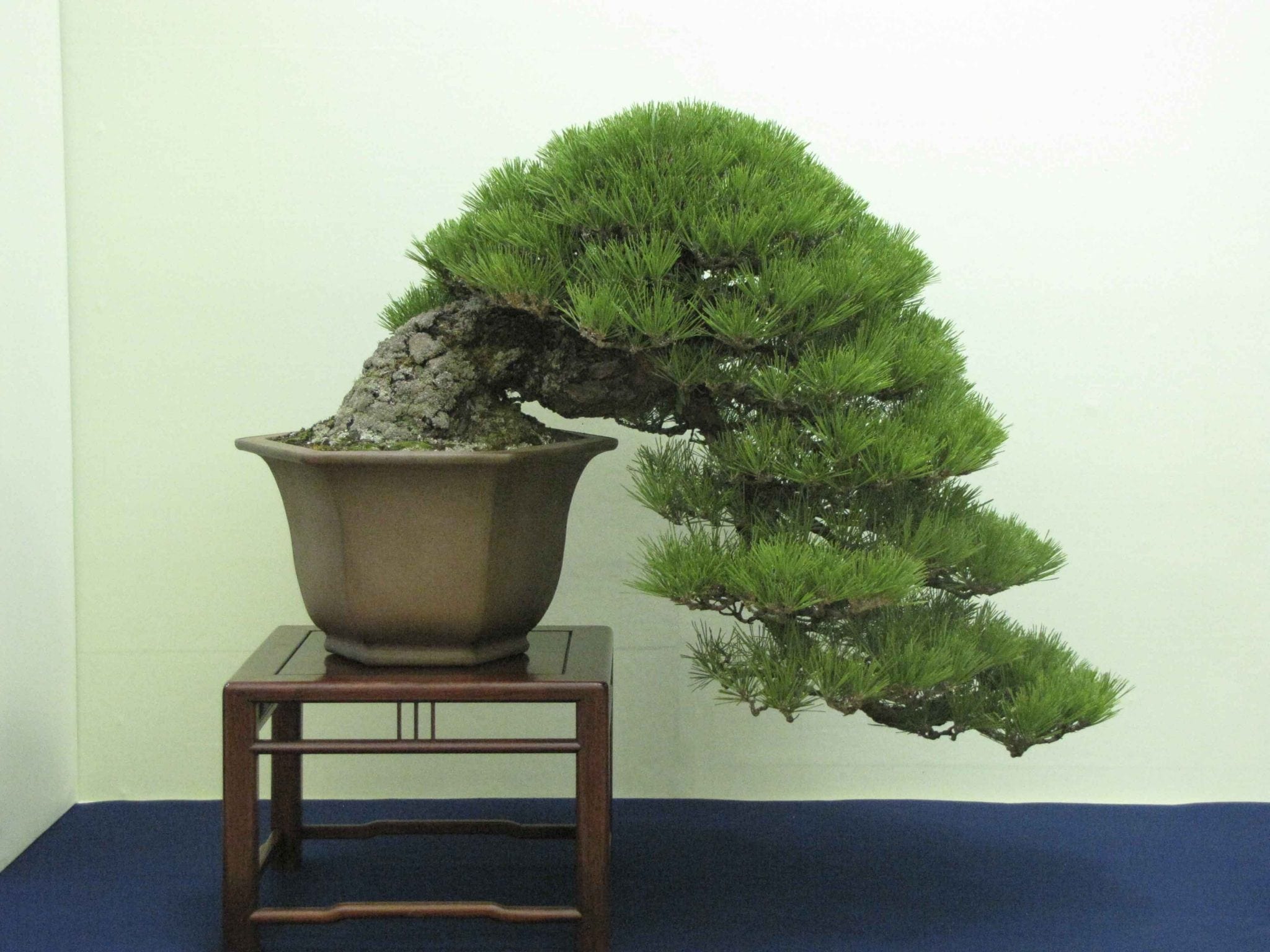 Дерево Pine Bonsai