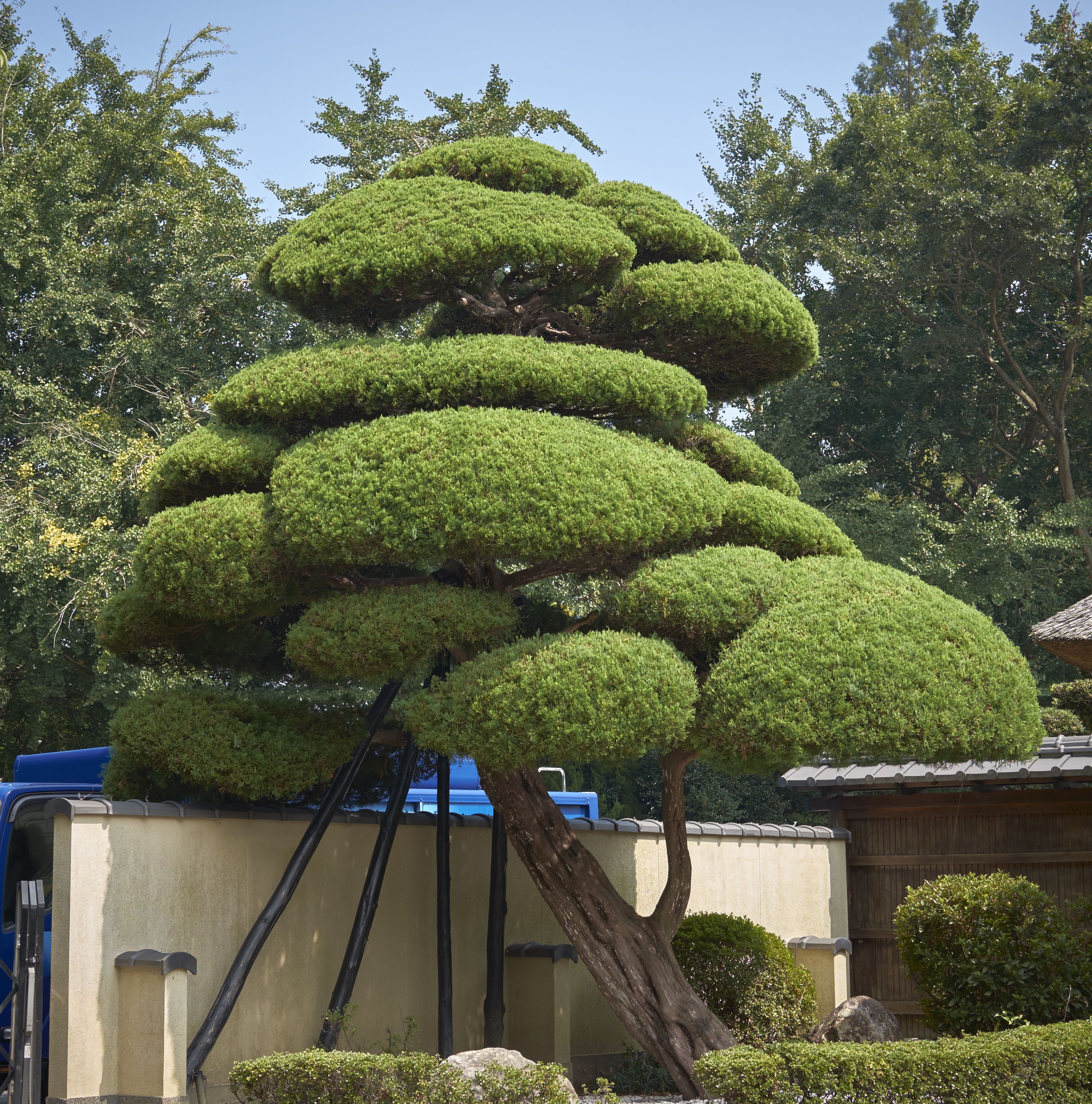 Как подстричь деревья в японском стиле