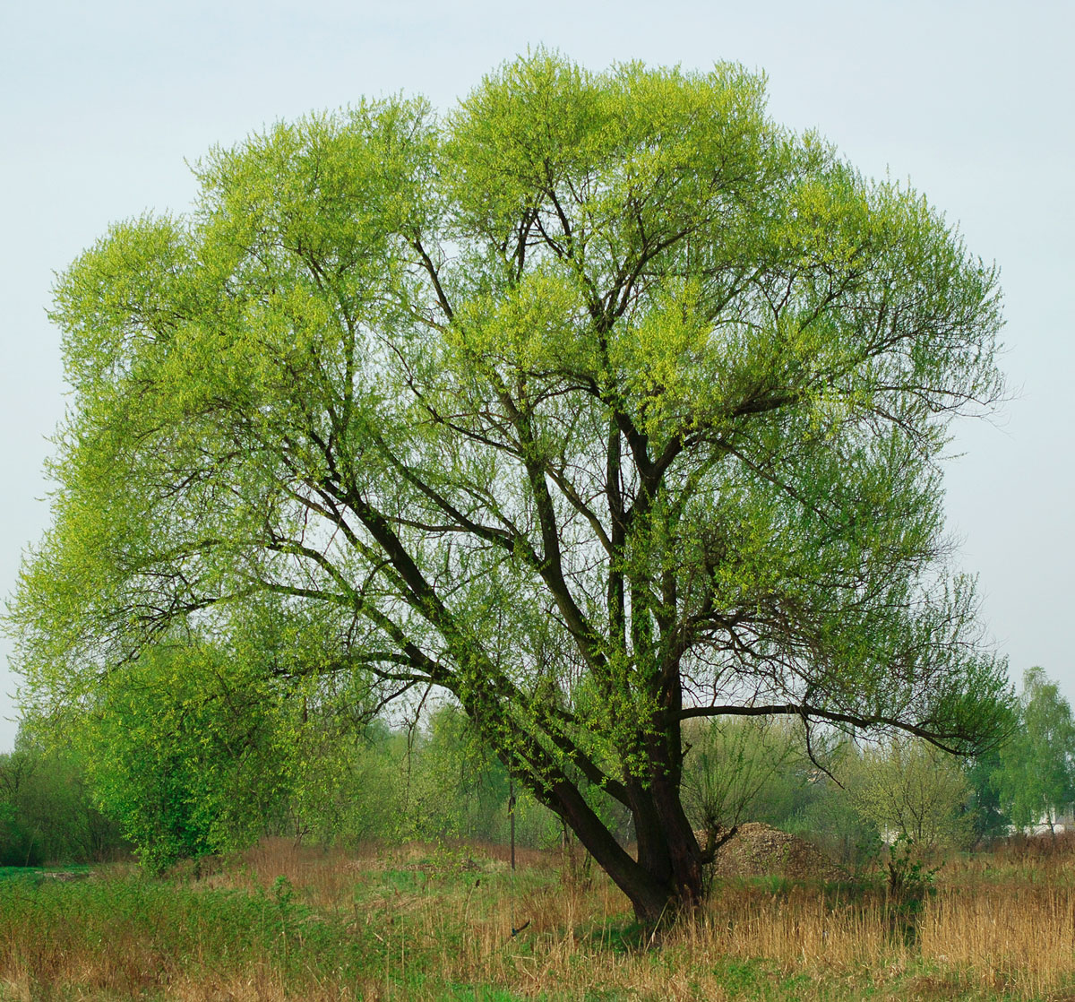 Ива ломкая (Salix fragilis), Ракита