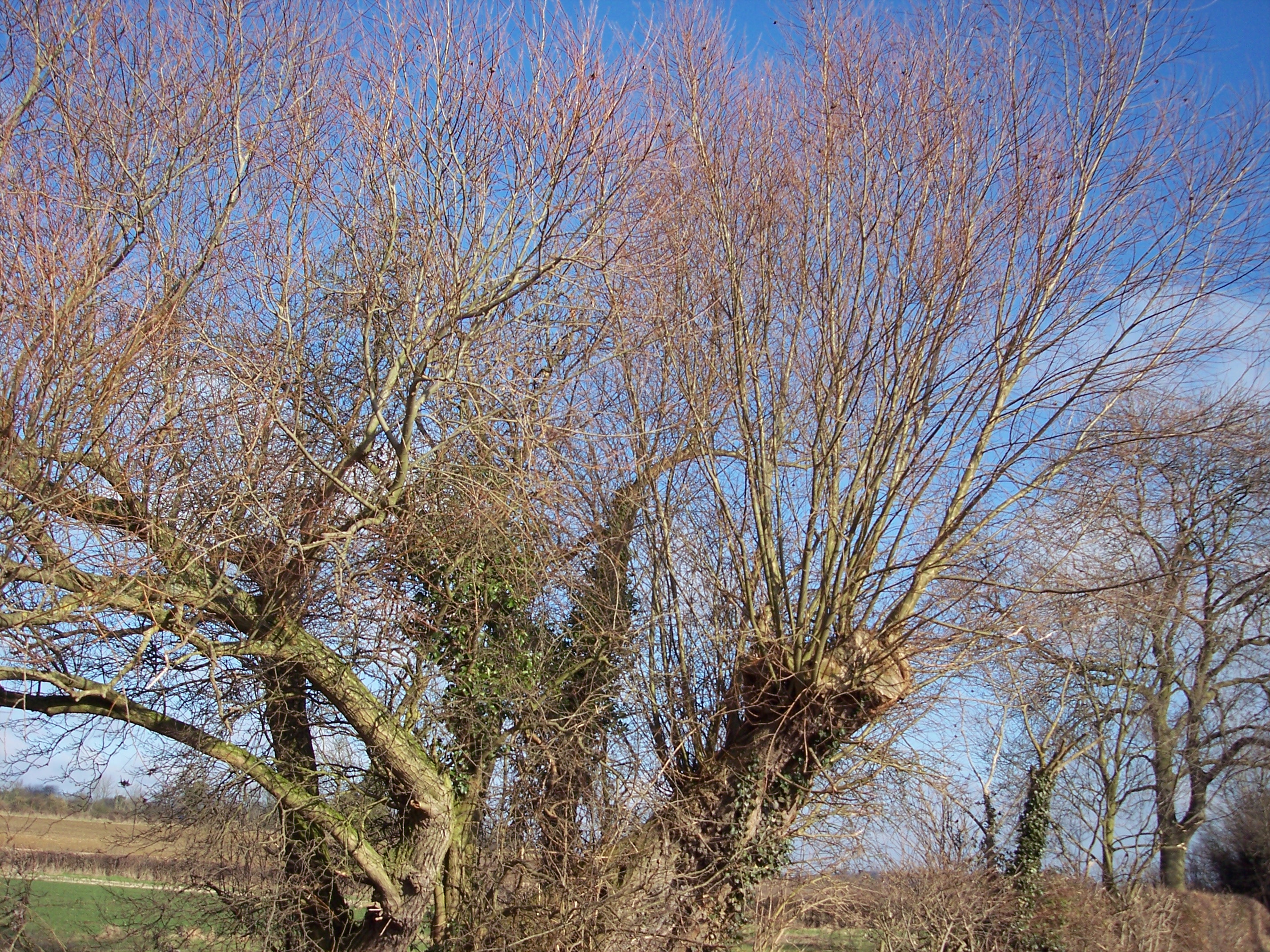 Ива ломкая Salix fragilis