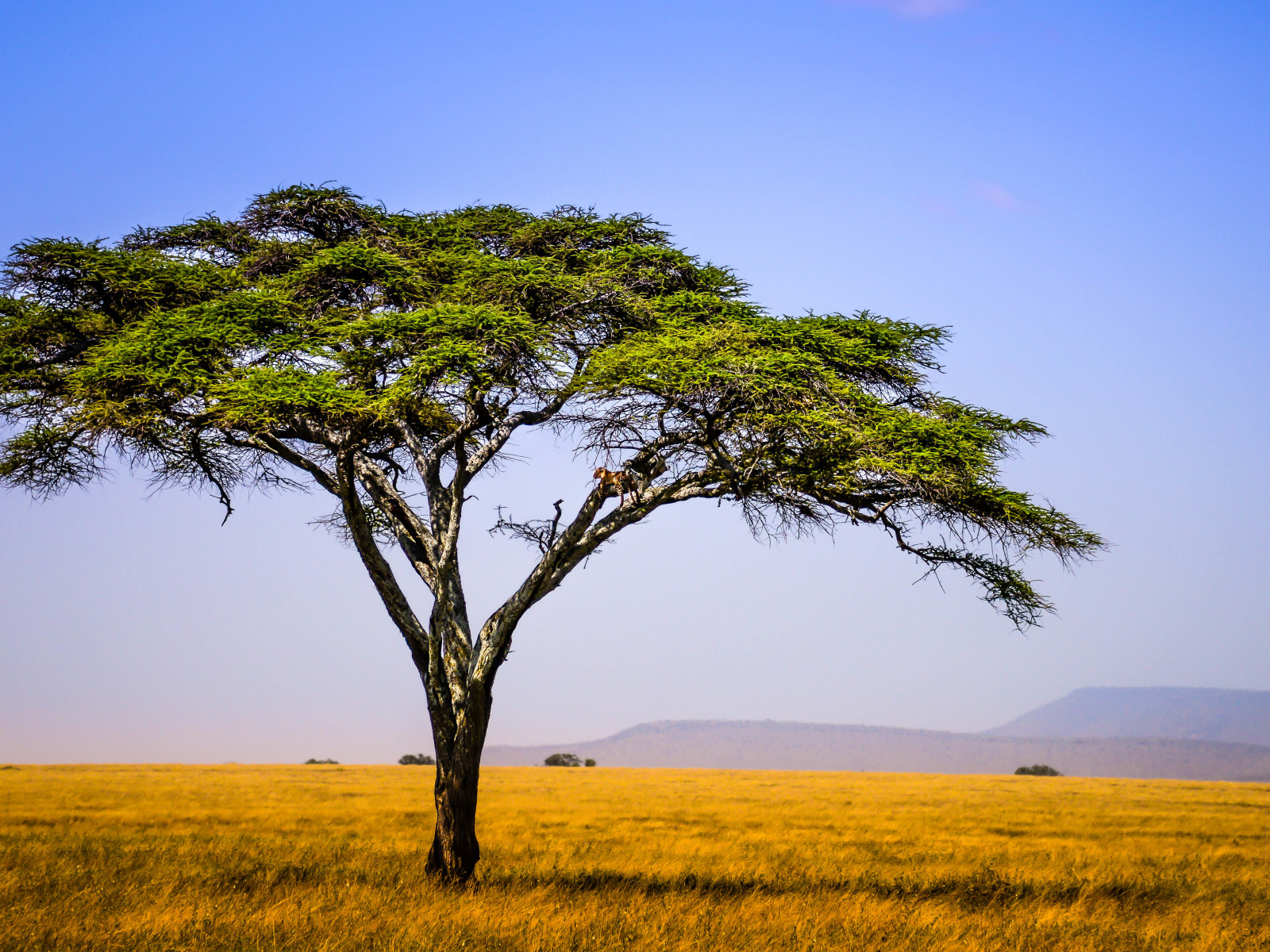Деревья Африки