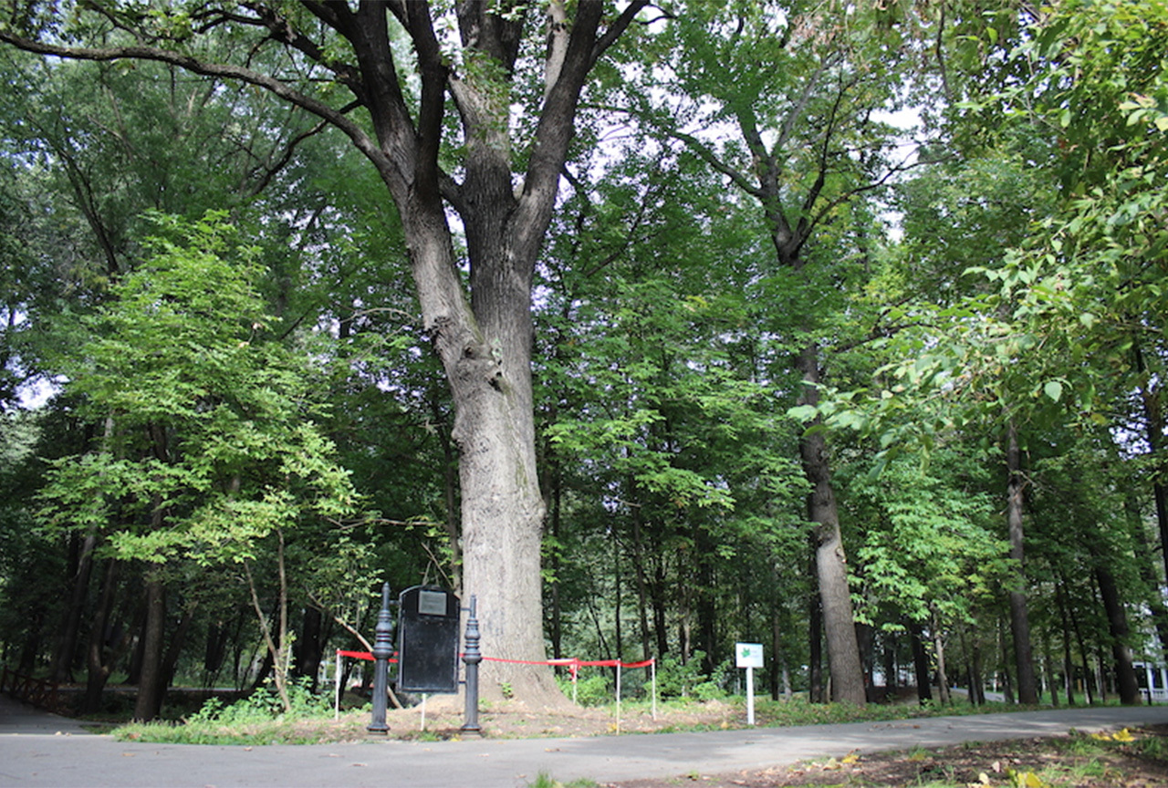 Парк Грачевка дуб