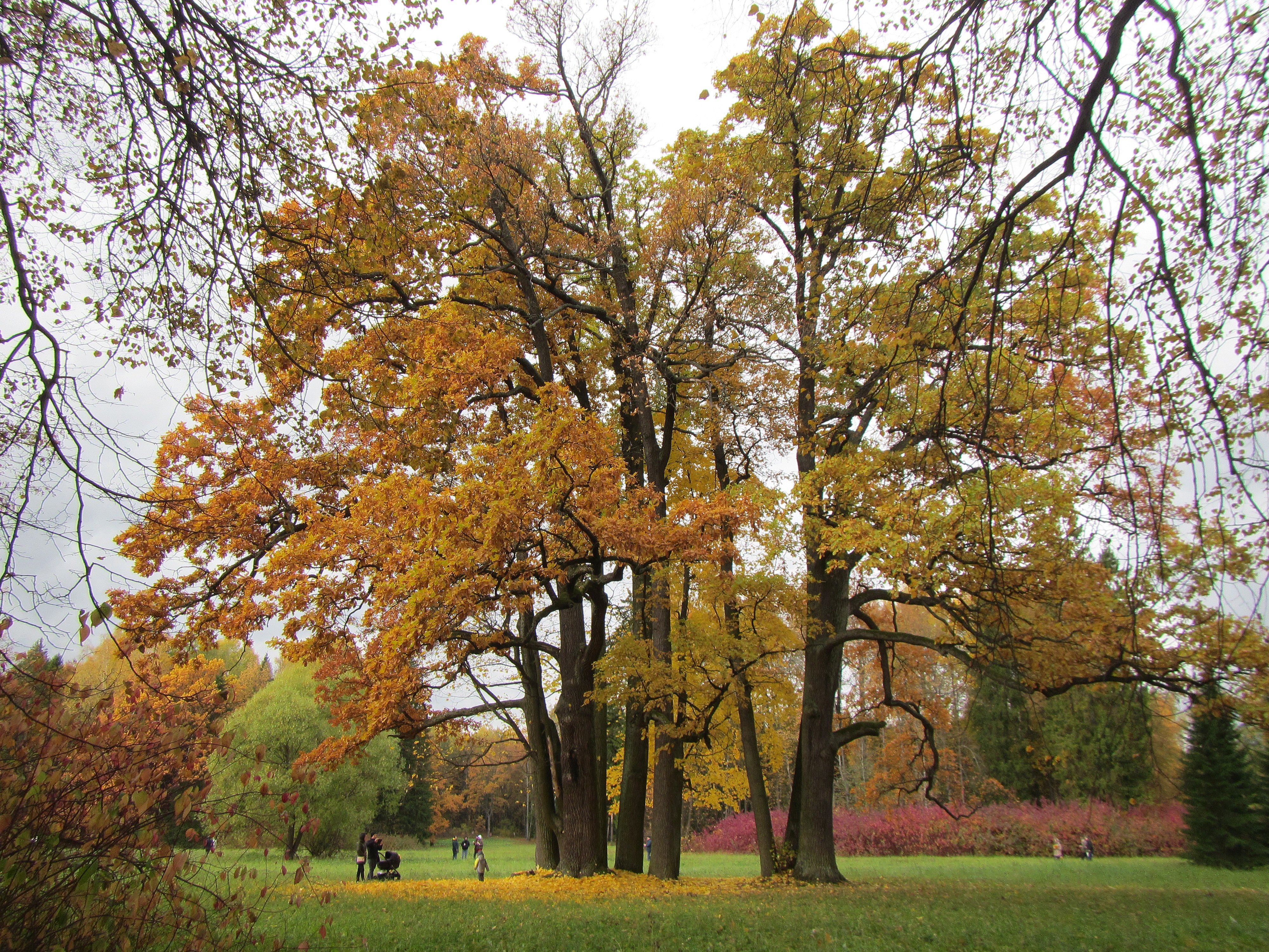 Осенний дуб в парке