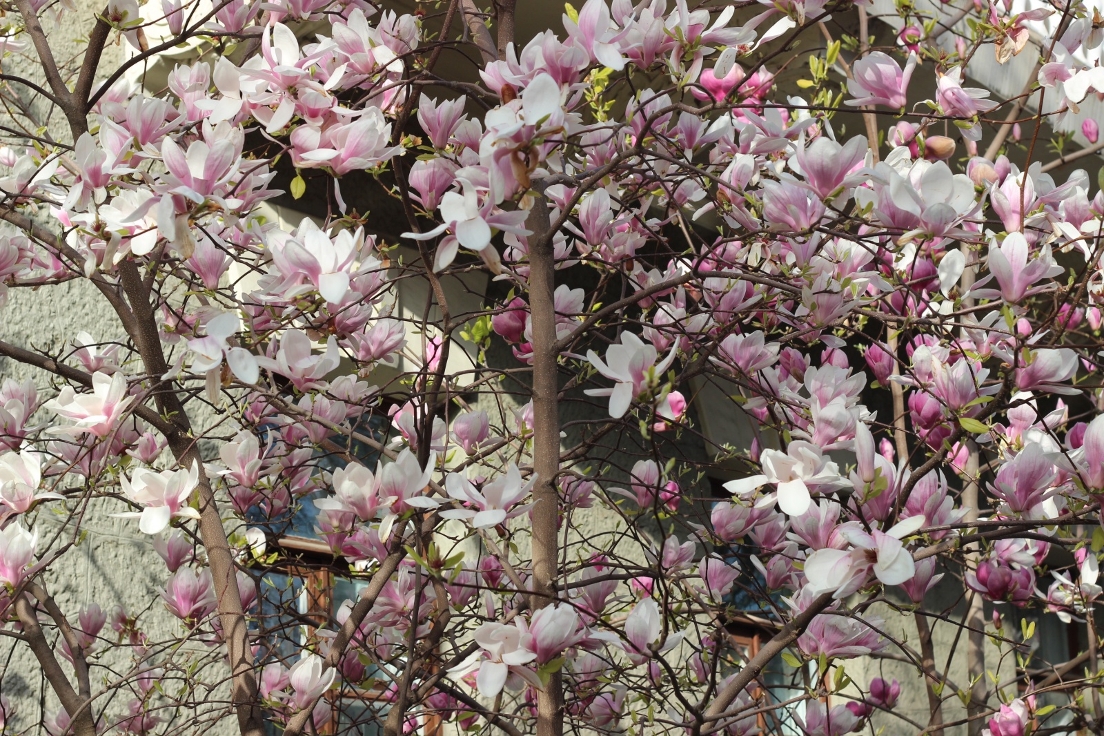 Фото цветущей магнолии в крыму