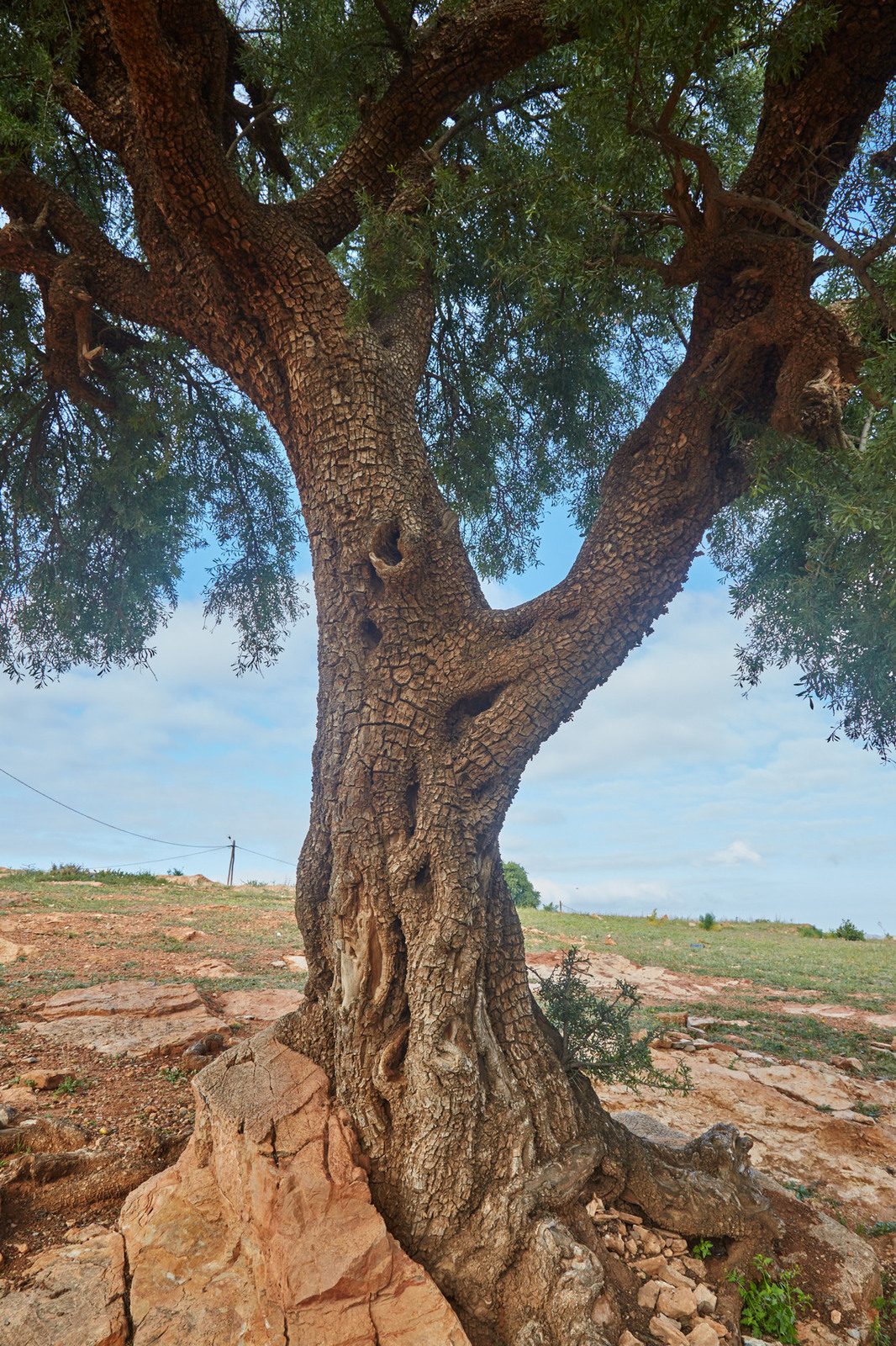 Деревья аргании в Марокко