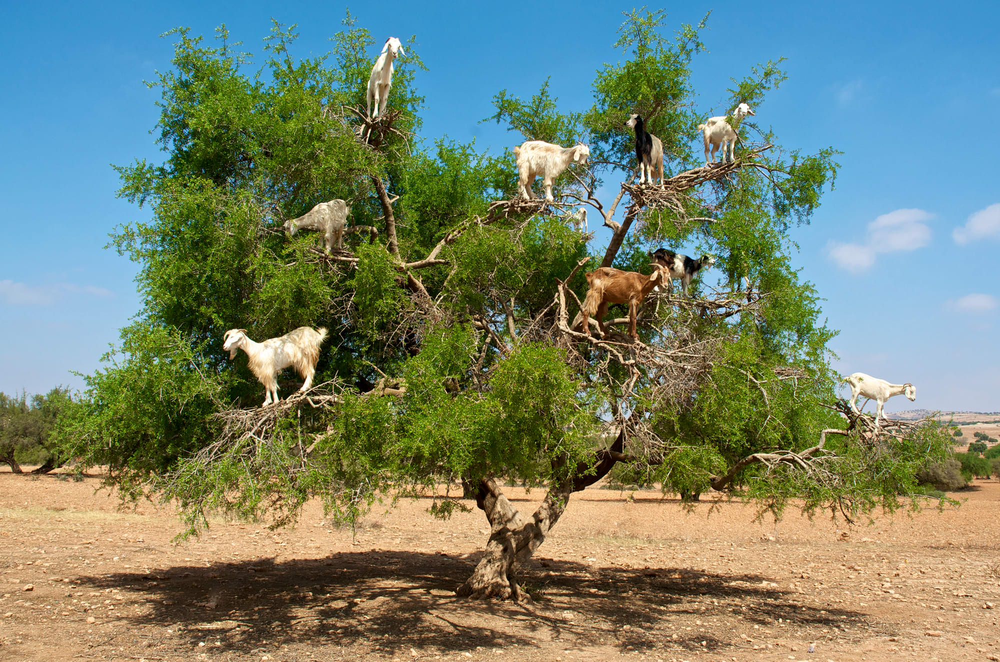 Козочки на деревьях в Марокко