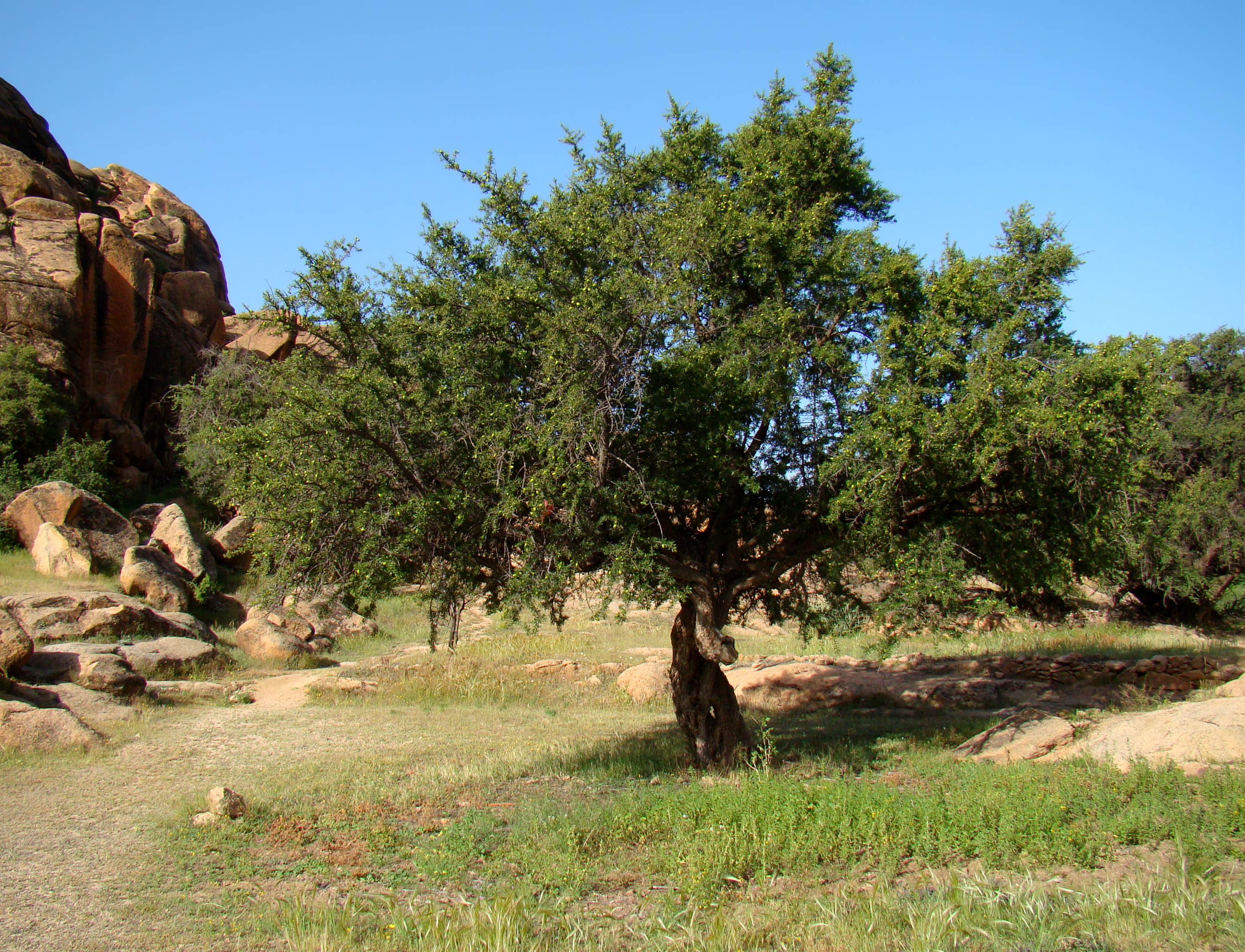 Аргания - удивительное дерево Марокко
