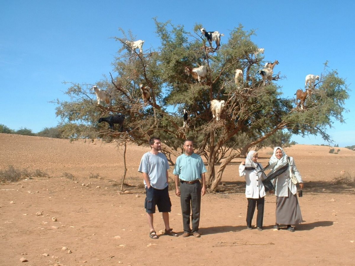 Иудеев дерево фото