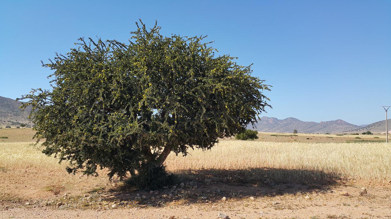 Аргановые деревья Марокко