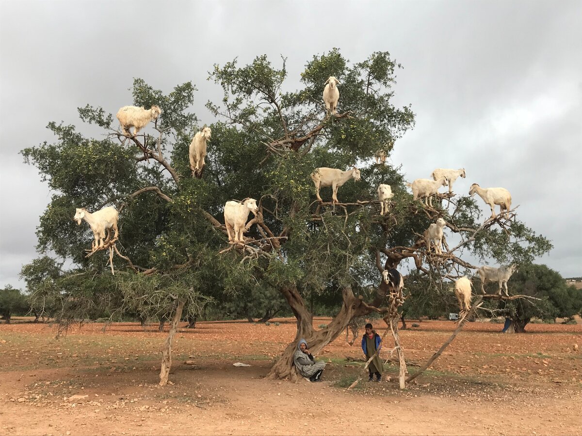 Железное дерево Марокко