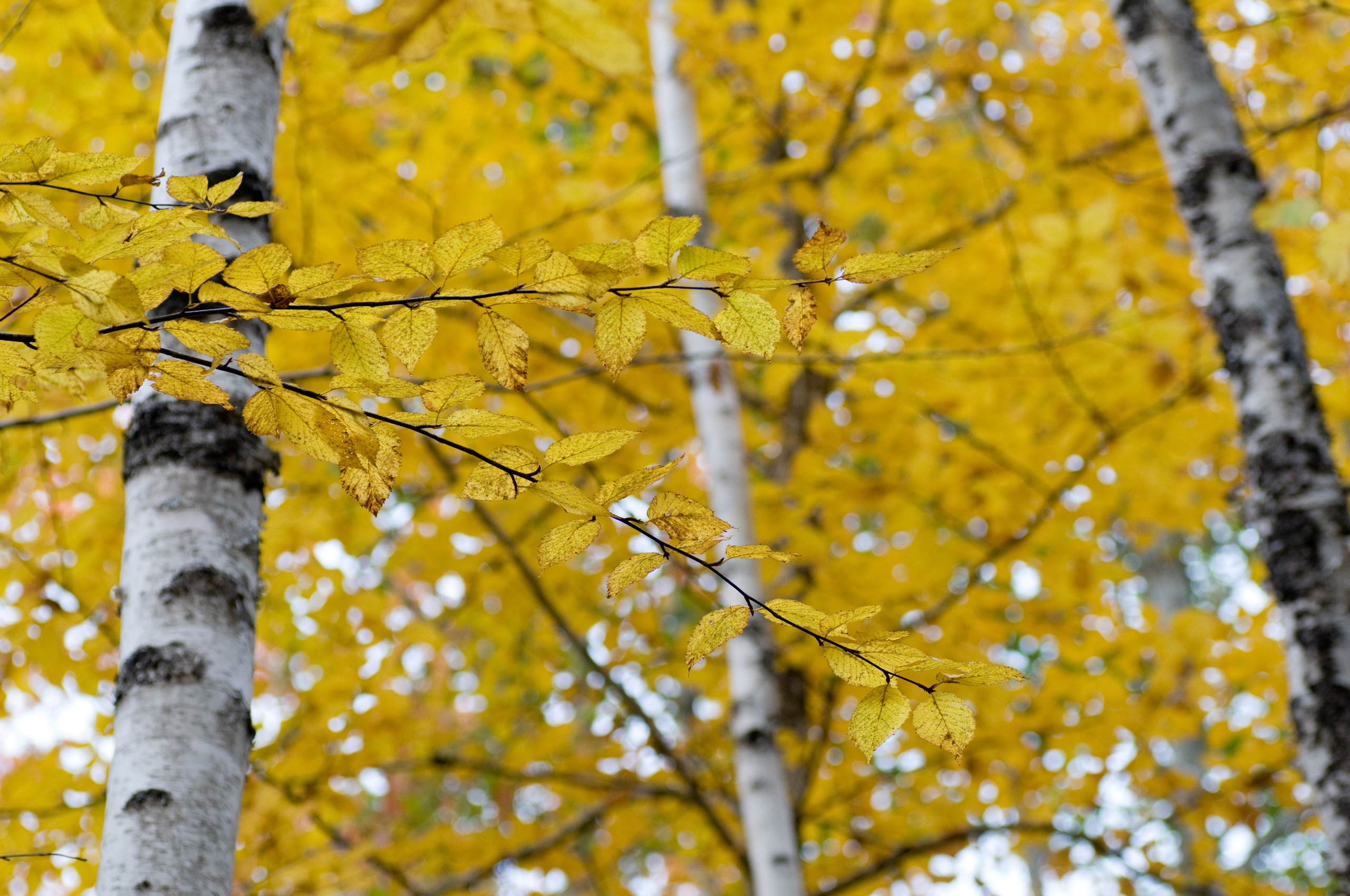 Желтые березки. Осенняя береза. Береза осень. Береза осенью. Берёза жёлтая.