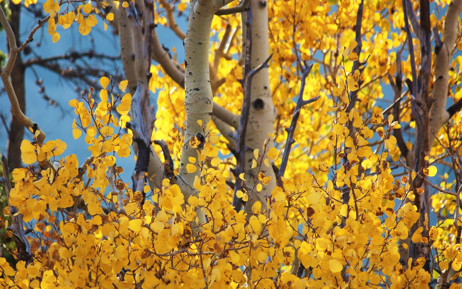 Желтые березки. Береза желтая Уссурийский. Береза желтая Betula lutea. Лист березы желтый. Осенняя береза.