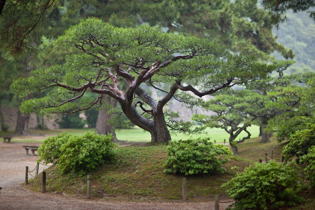 Деревья из японии