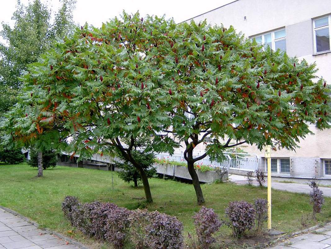 Деревья курской области названия и фото