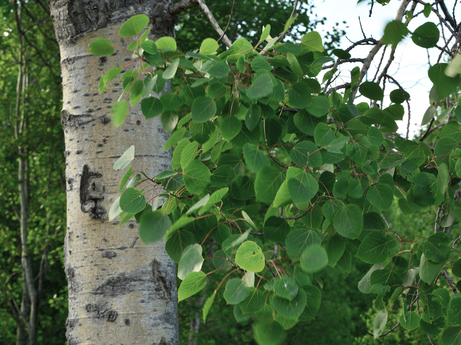 Тополь канадский (Populus canadensis)