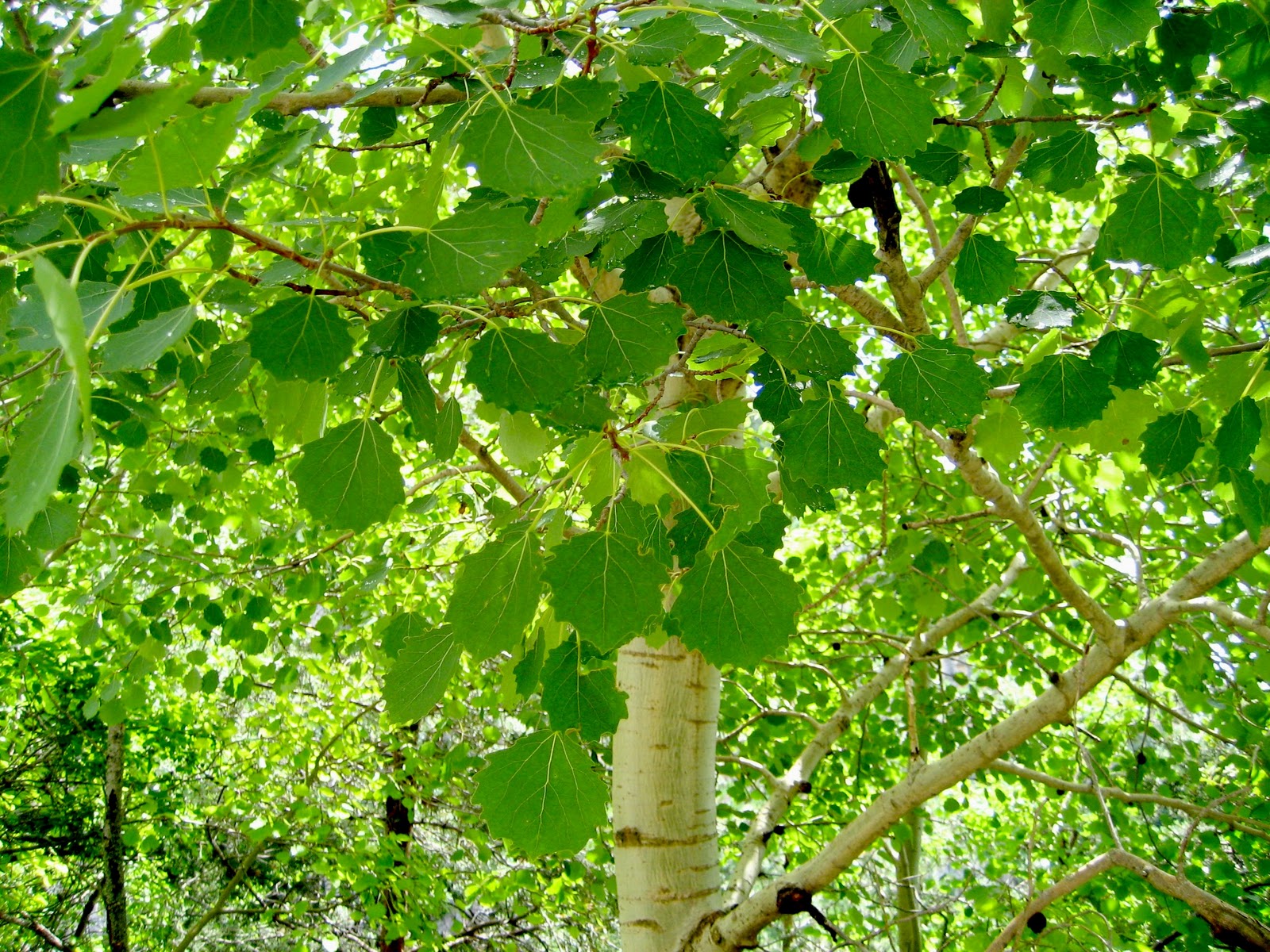 Лист молодой осины. Тополь дрожащий осина. Тополь дрожащий (Populus tremula). Осина обыкновенная (Pópulus trémula). Осина (Populus tremula).