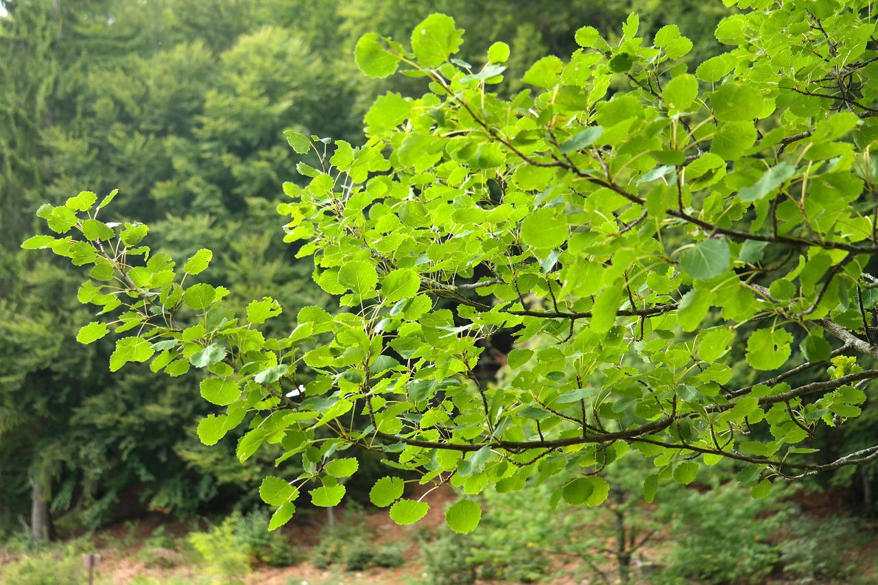 Осина фото дерева и листьев