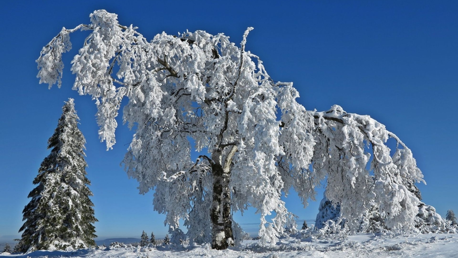 Звуки природы зимой. Деревья в снегу. Зимняя природа. Зимнее дерево. Заснеженные деревья.