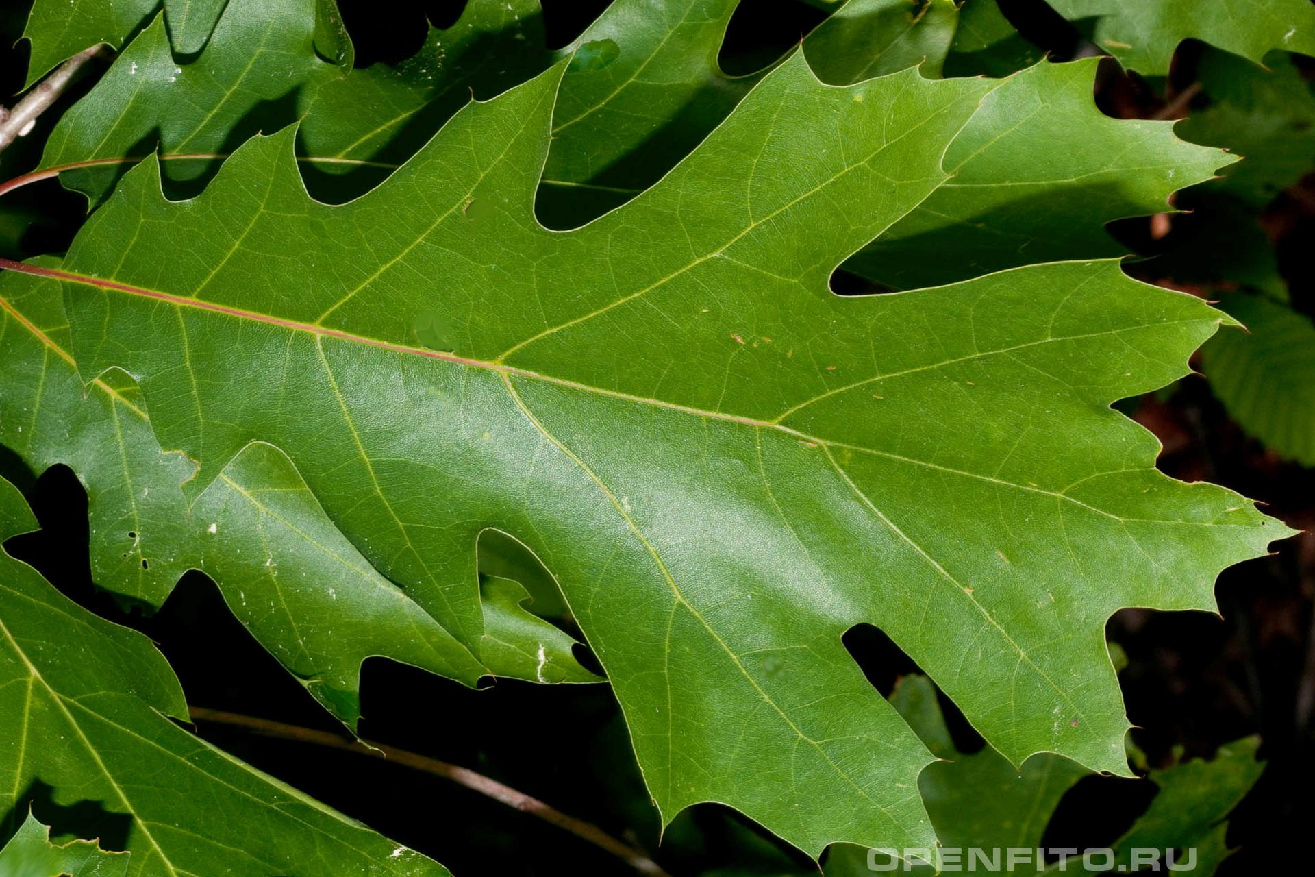 Канадский остролистный дуб листья