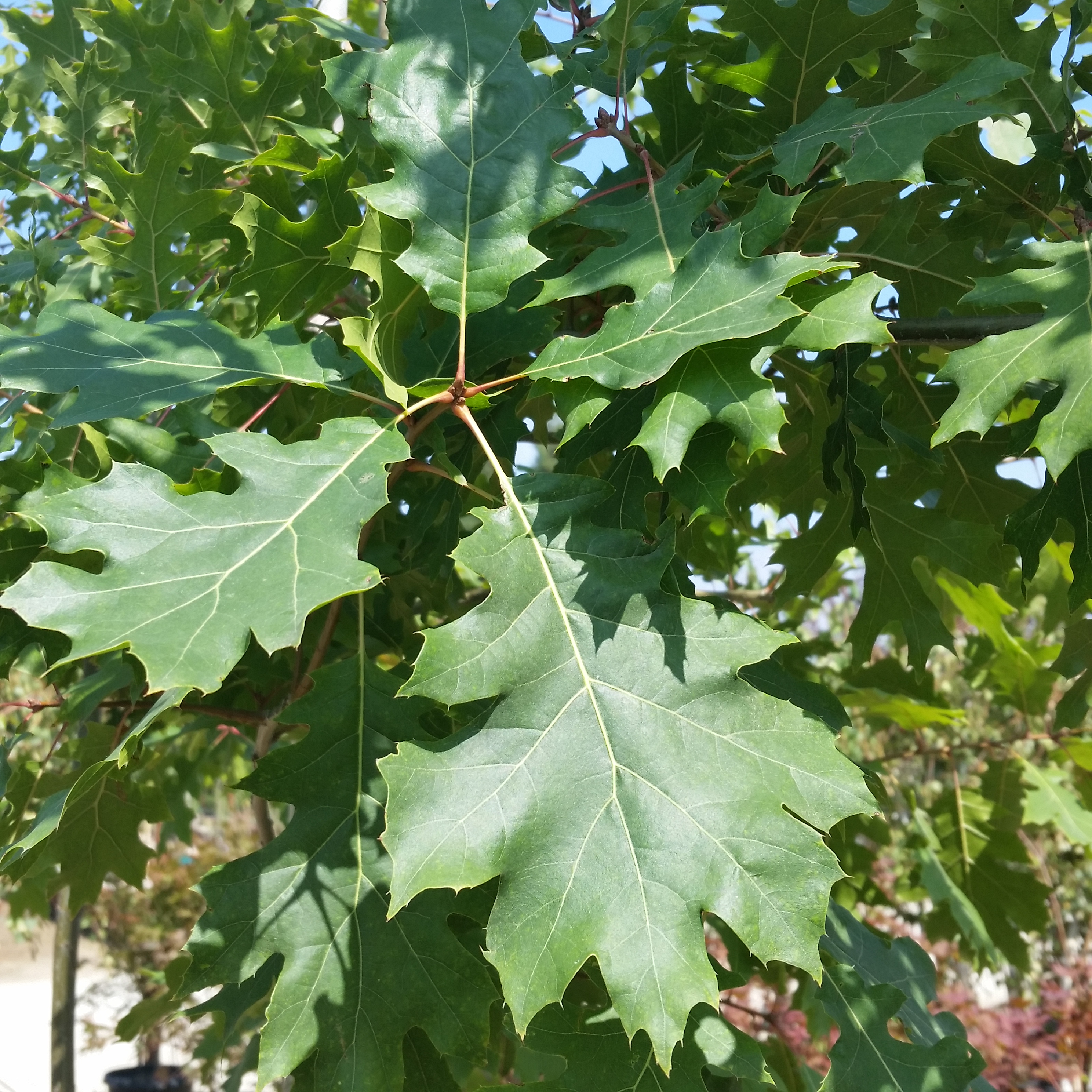 Дуб клёнолистный (Quercus acerifolia)