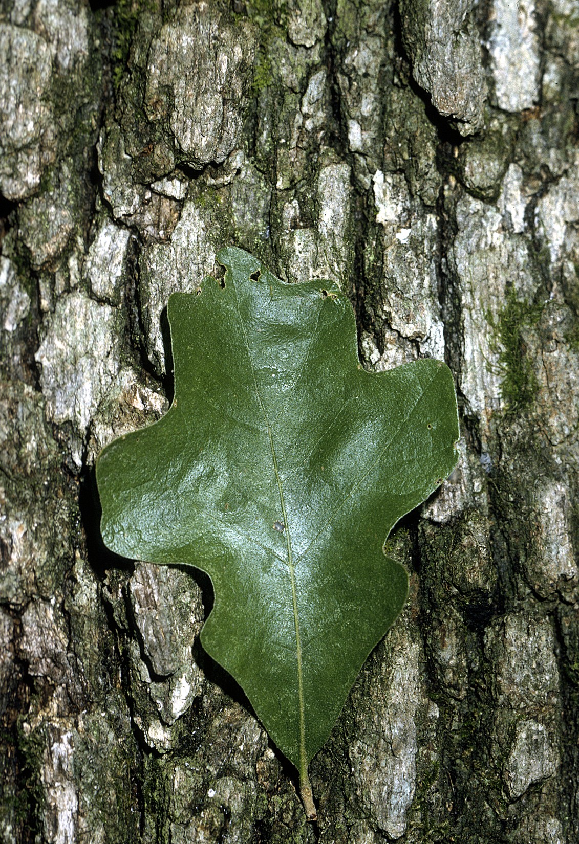 Листья дуба (Куэркус)