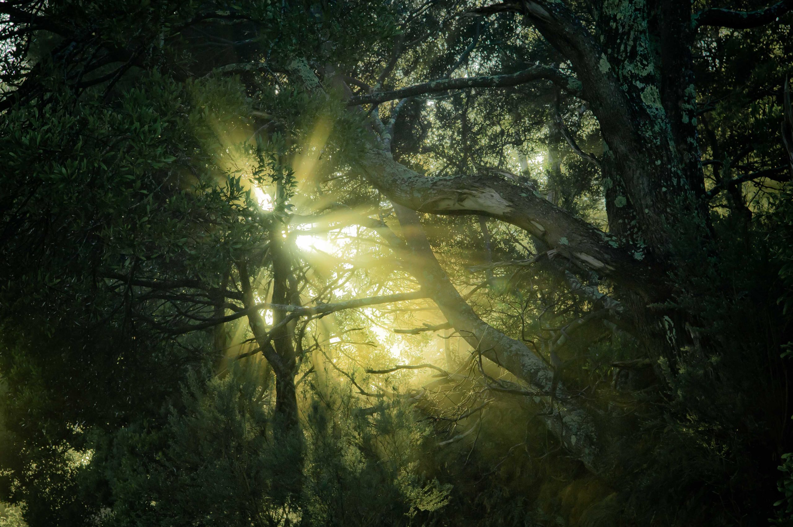 Лес солнце и звезды. "Солнце в лесу". Лучи солнца сквозь листву. Лучи солнца. Солнечный лес.